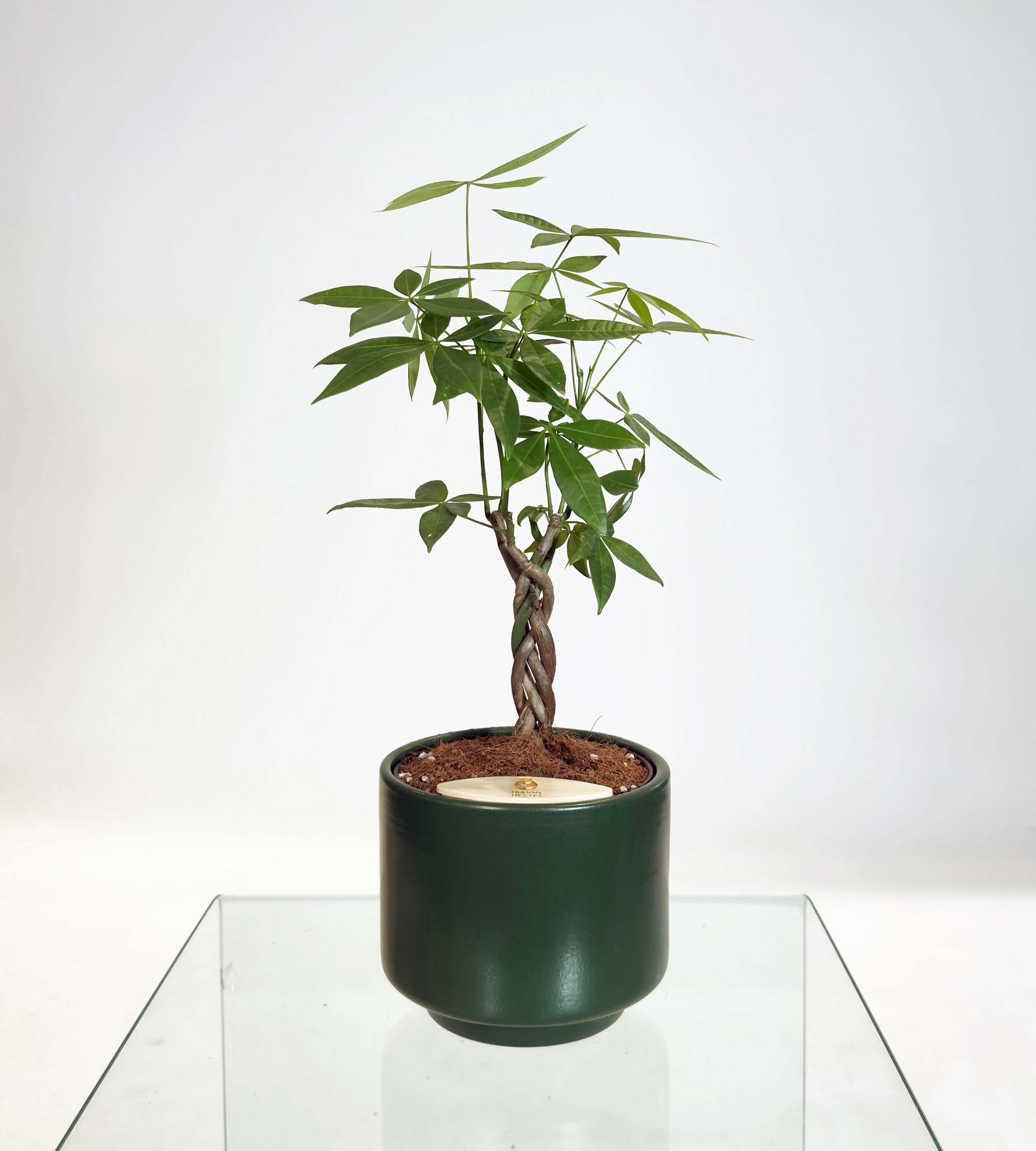 [PRE ORDER] Money Tree (Pachira Aquatica) in a handmade ceramic pot for easy care.