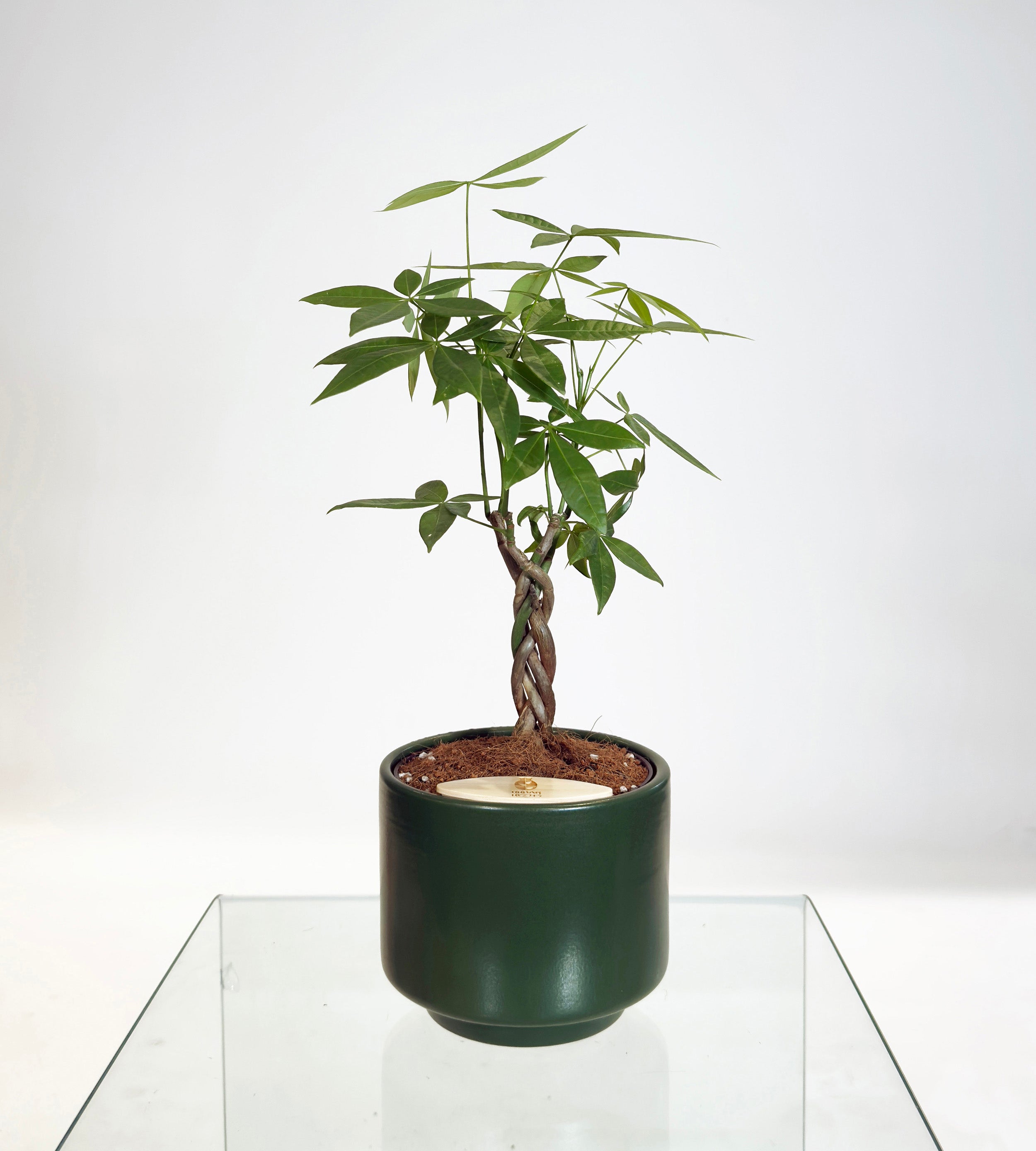 [PRE ORDER] Money Tree in Haku pot (Pachira Aquatica)