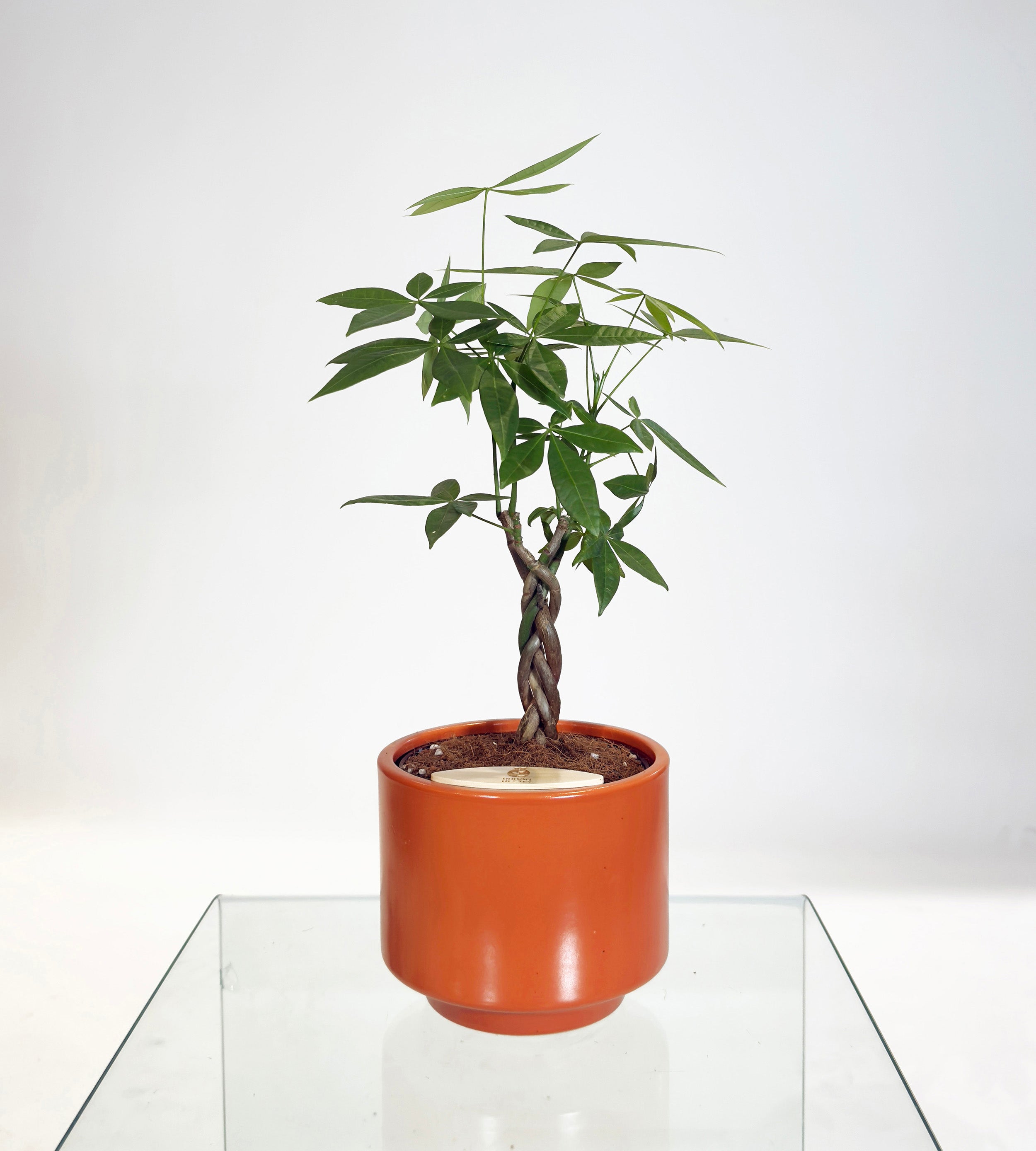 [PRE ORDER] Money Tree in Haku pot (Pachira Aquatica)