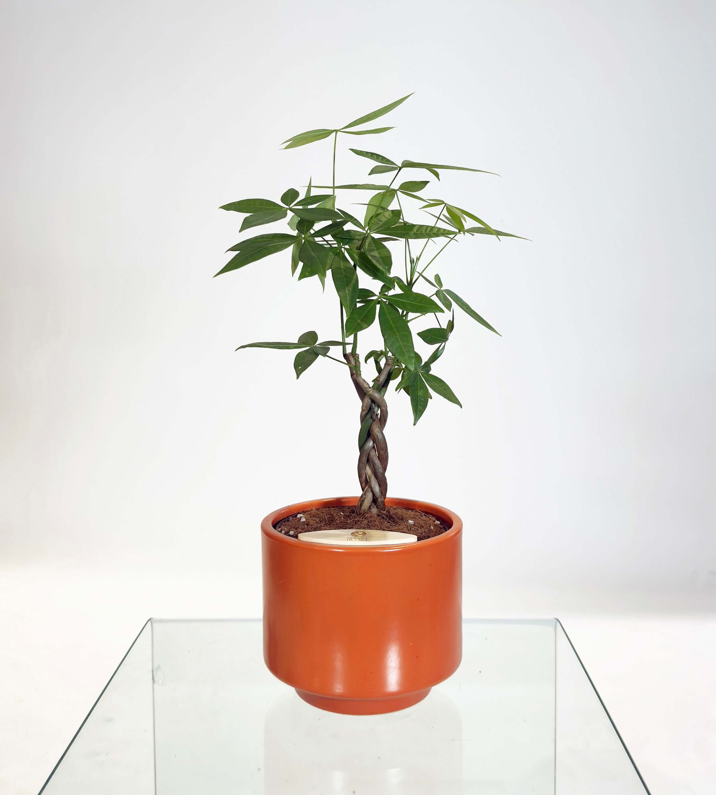 [PRE ORDER] Money Tree (Pachira Aquatica) in handmade ceramic pot with self watering feature.