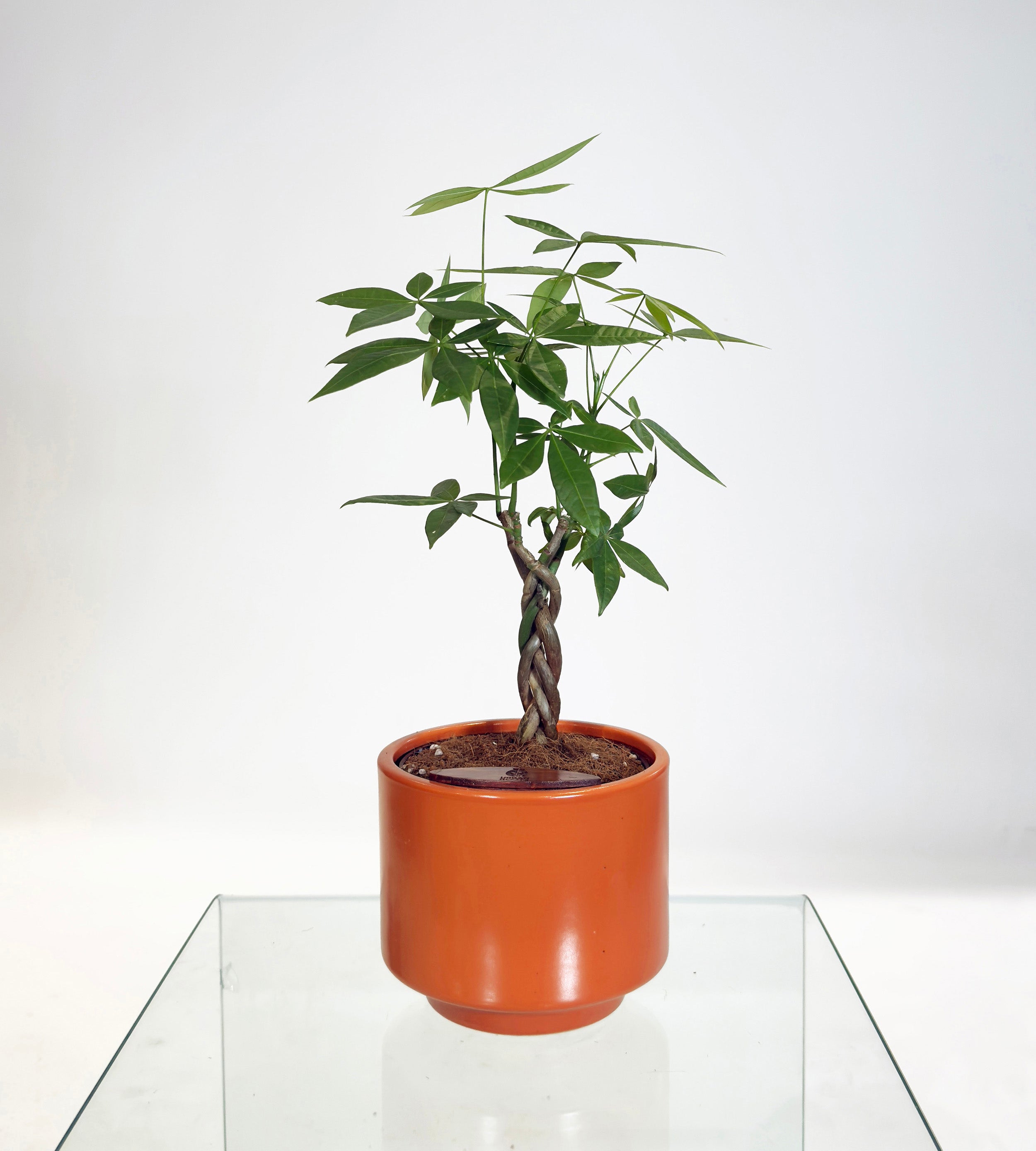 [PRE ORDER] Money Tree in Haku pot (Pachira Aquatica)