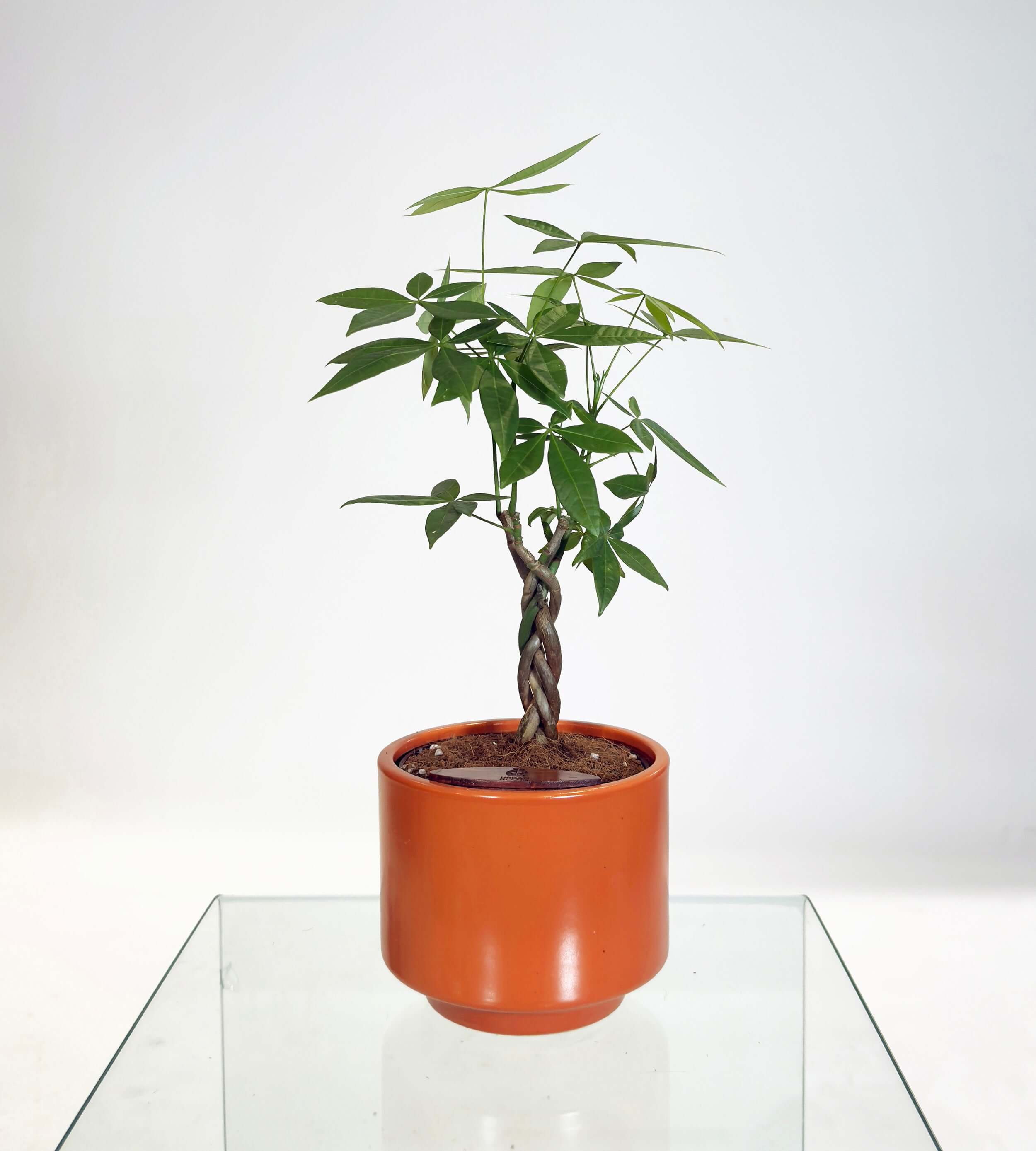 [PRE ORDER] Money Tree (Pachira Aquatica) in a handmade ceramic pot, ideal self watering indoor plant.