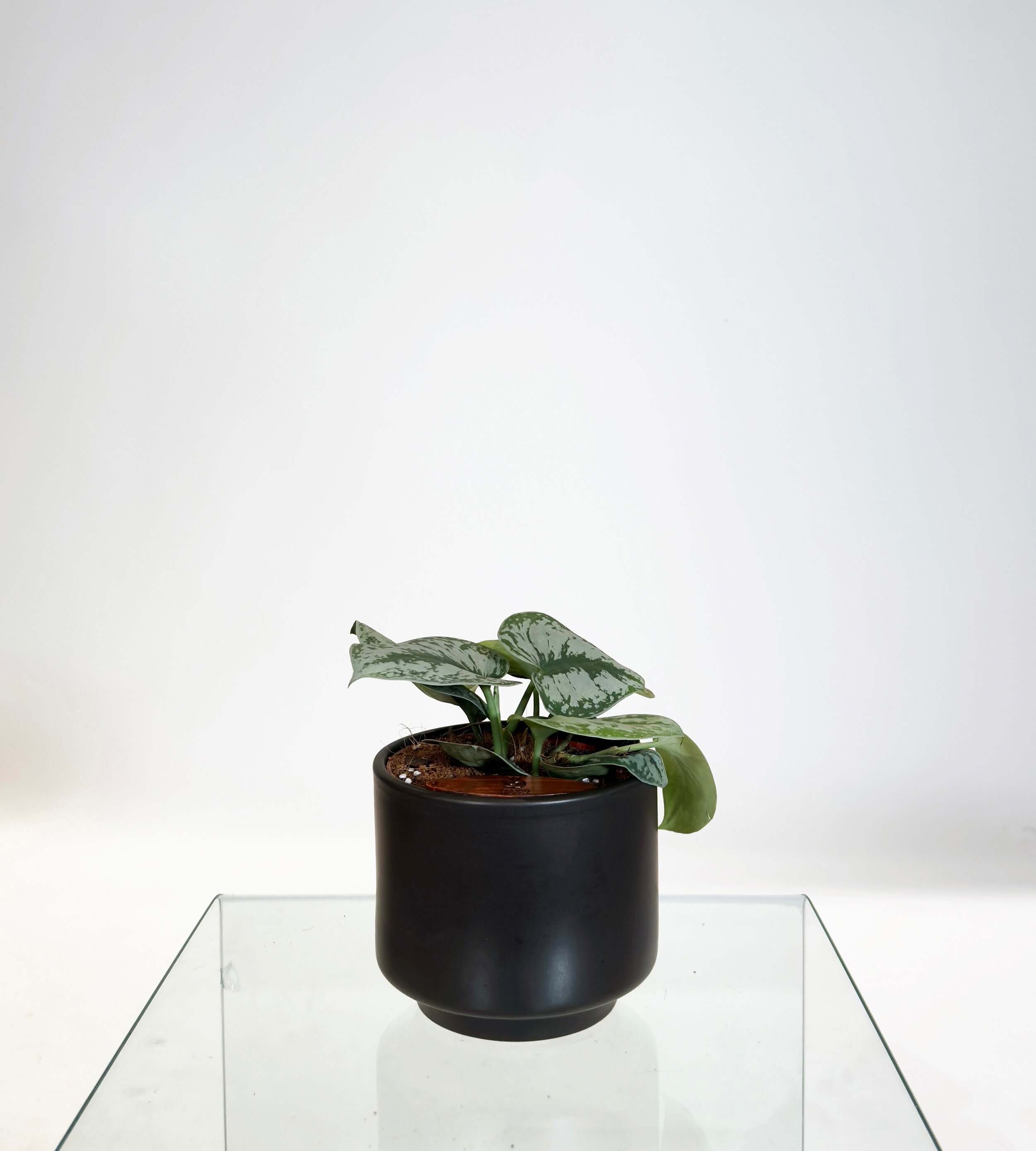 [PRE ORDER] Satin Pothos (Scindapsus Pictus ‘Exotica’) in handmade ceramic pot on glass table.