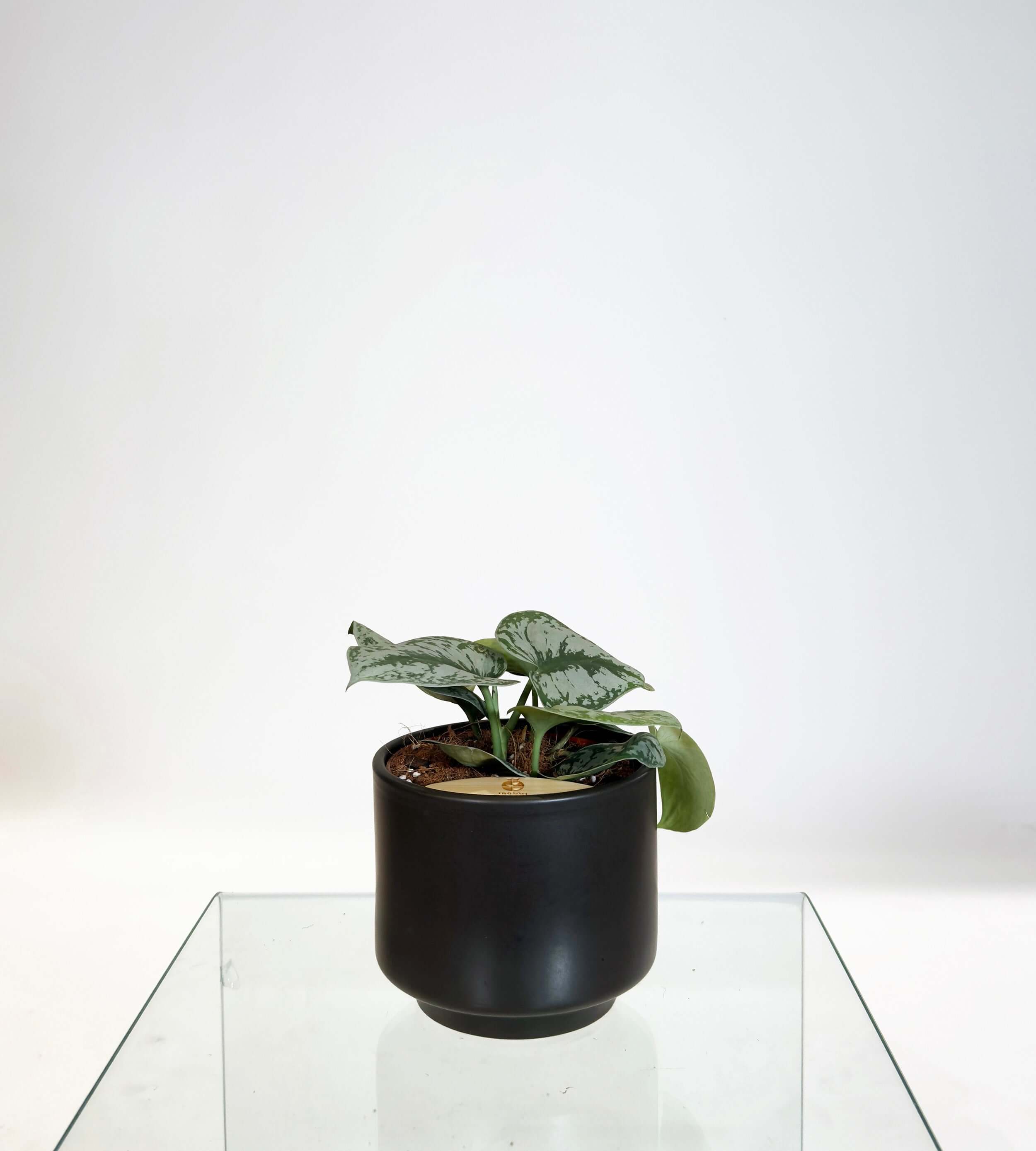 [PRE ORDER] Satin Pothos (Scindapsus Pictus ‘Exotica’) in handmade ceramic pot on glass table.