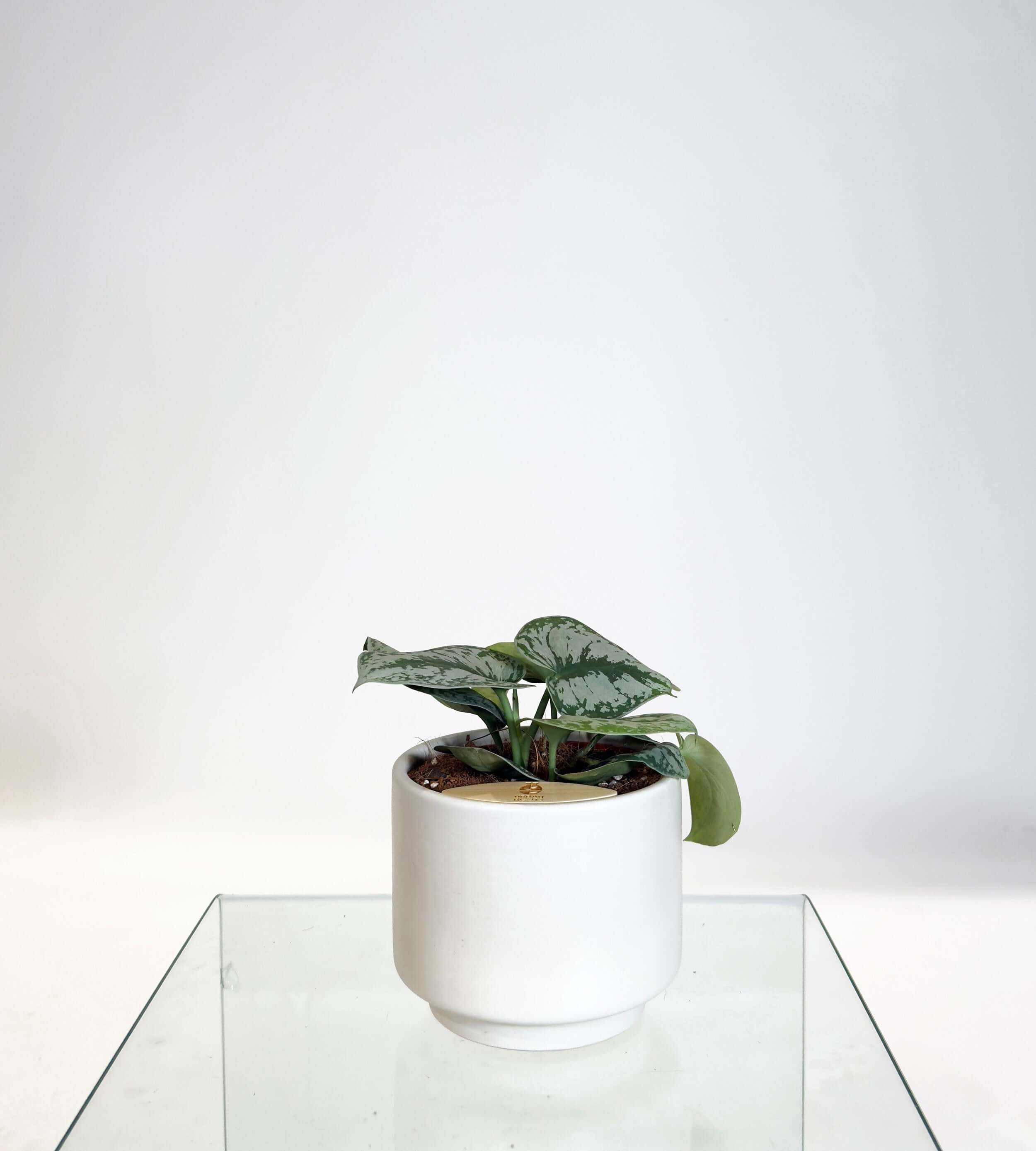 [PRE ORDER] Satin Pothos (Scindapsus Pictus ‘Exotica’) in handmade ceramic pot on a glass table.