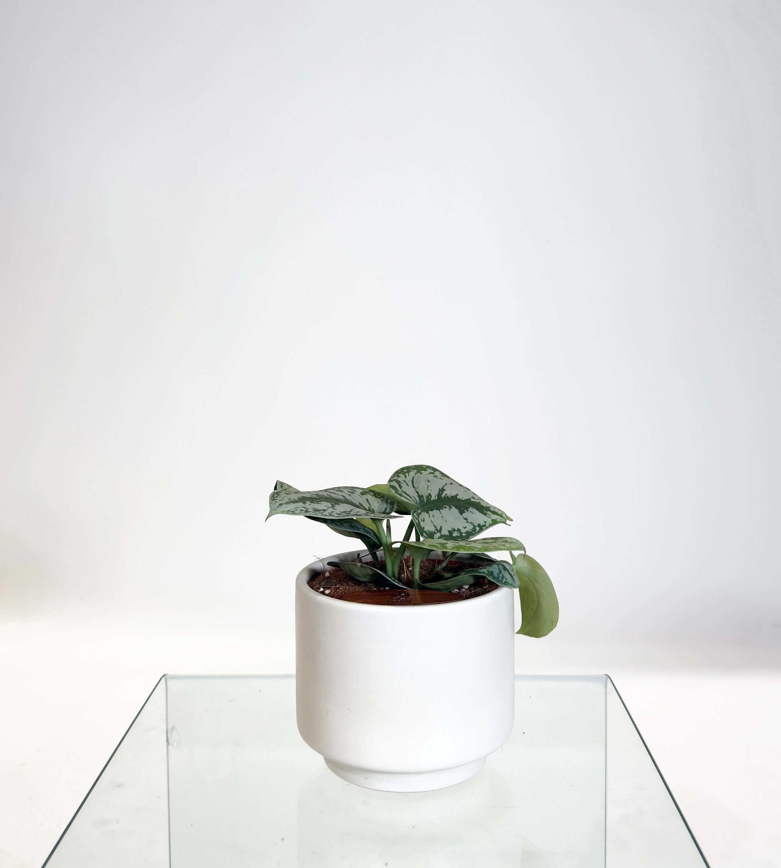 [PRE ORDER] Satin Pothos (Scindapsus Pictus ‘Exotica’) in a handmade ceramic pot on a glass table.