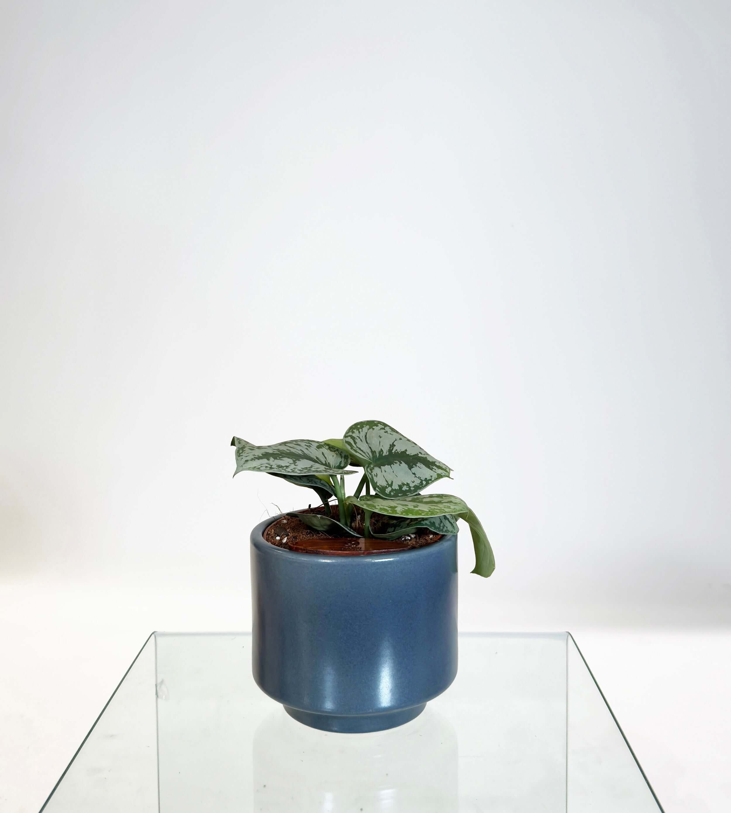 [PRE ORDER] Satin Pothos (Scindapsus Pictus ‘Exotica’) in a handmade ceramic pot on a glass table.