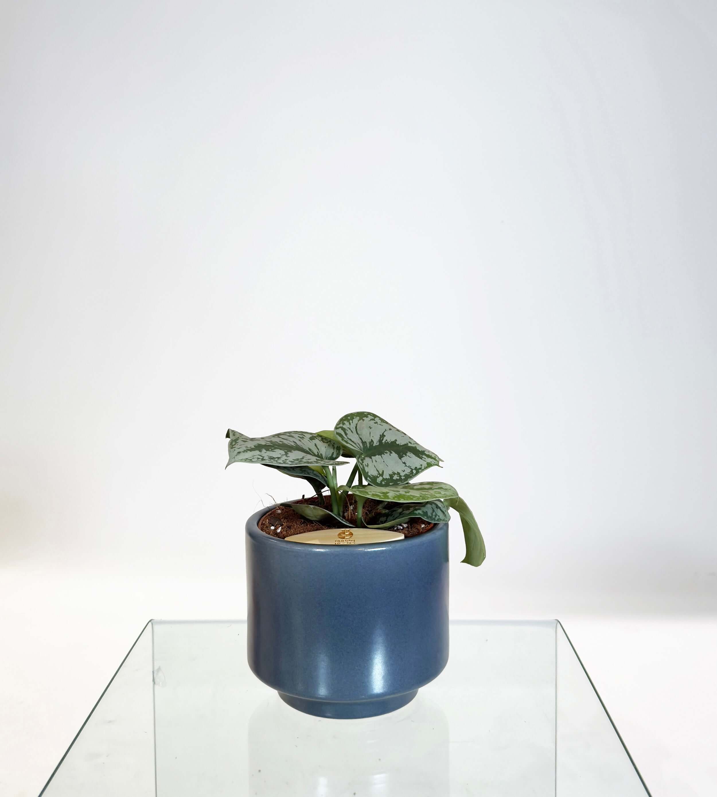 [PRE ORDER] Satin Pothos (Scindapsus Pictus ‘Exotica’) in a handmade ceramic pot on a glass table.