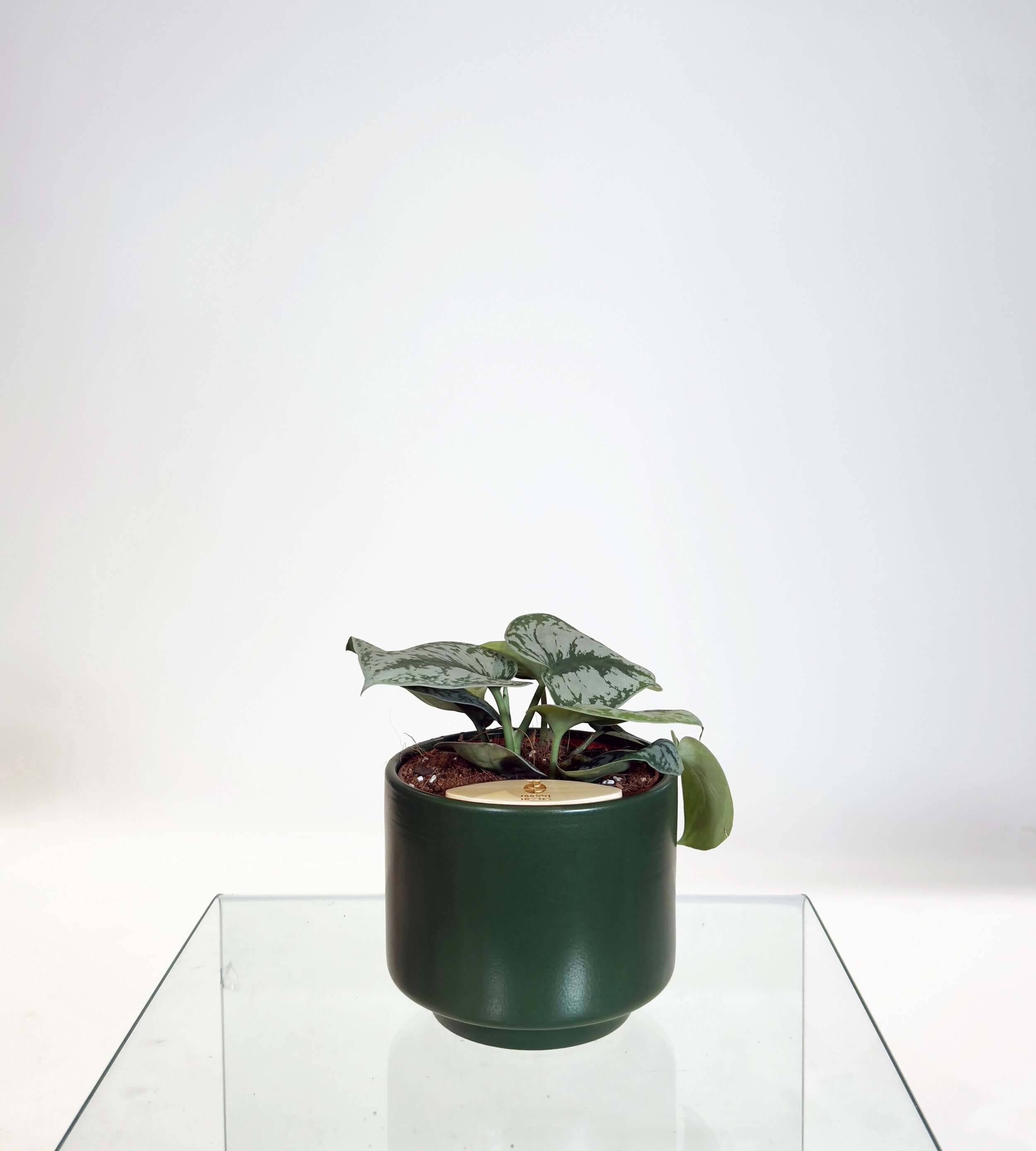 [PRE ORDER] Satin Pothos (Scindapsus Pictus ‘Exotica’) in handmade ceramic pot on glass table.