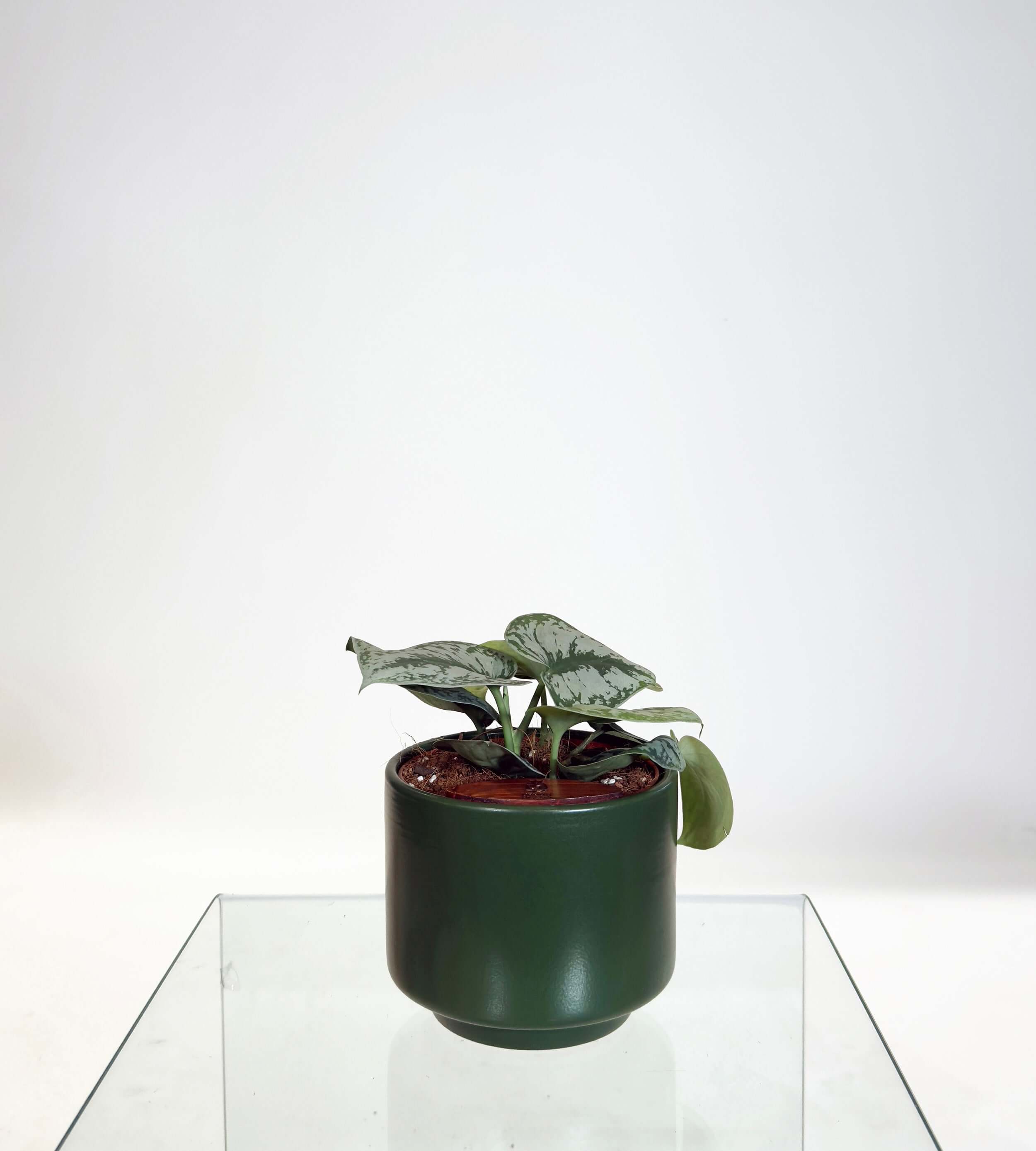 PRE ORDER Satin Pothos (Scindapsus Pictus ‘Exotica’) in a handmade ceramic self watering pot.