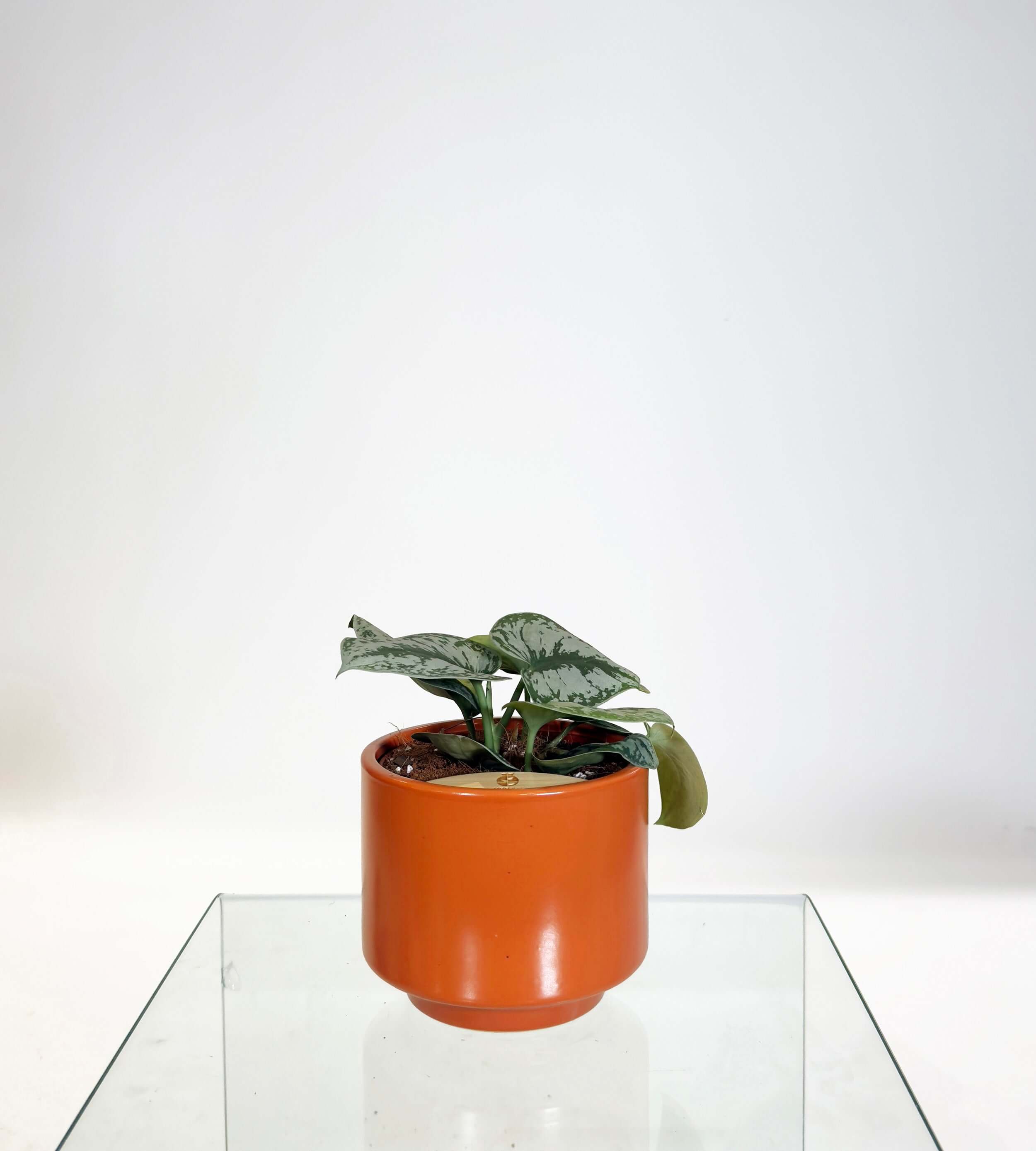 [PRE ORDER] Satin Pothos (Scindapsus Pictus ‘Exotica’) in a handmade ceramic pot on a glass table.