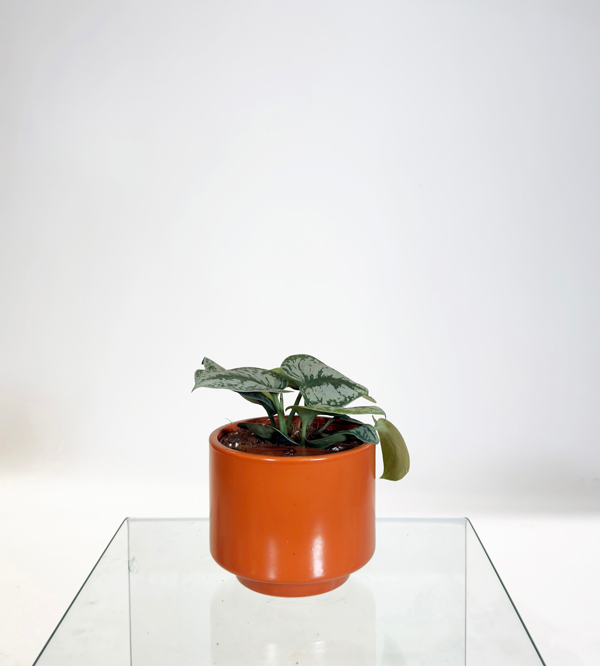 [PRE ORDER] Satin Pothos (Scindapsus Pictus ‘Exotica’) in a handmade orange ceramic pot on a glass table.
