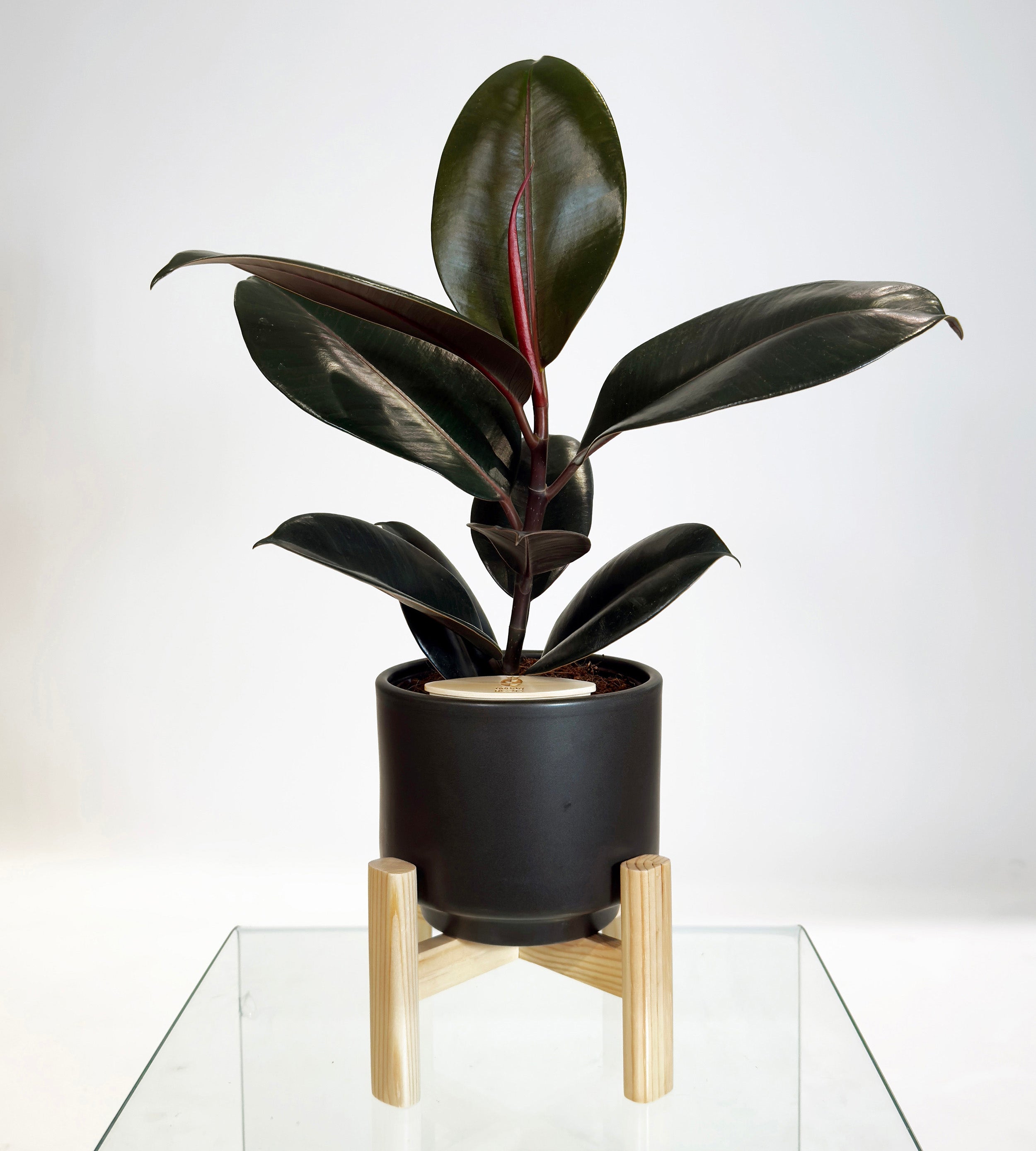 [PRE ORDER] Rubber Fig (Ficus Elastica) in a handmade ceramic pot with self watering feature, perfect indoor plant.