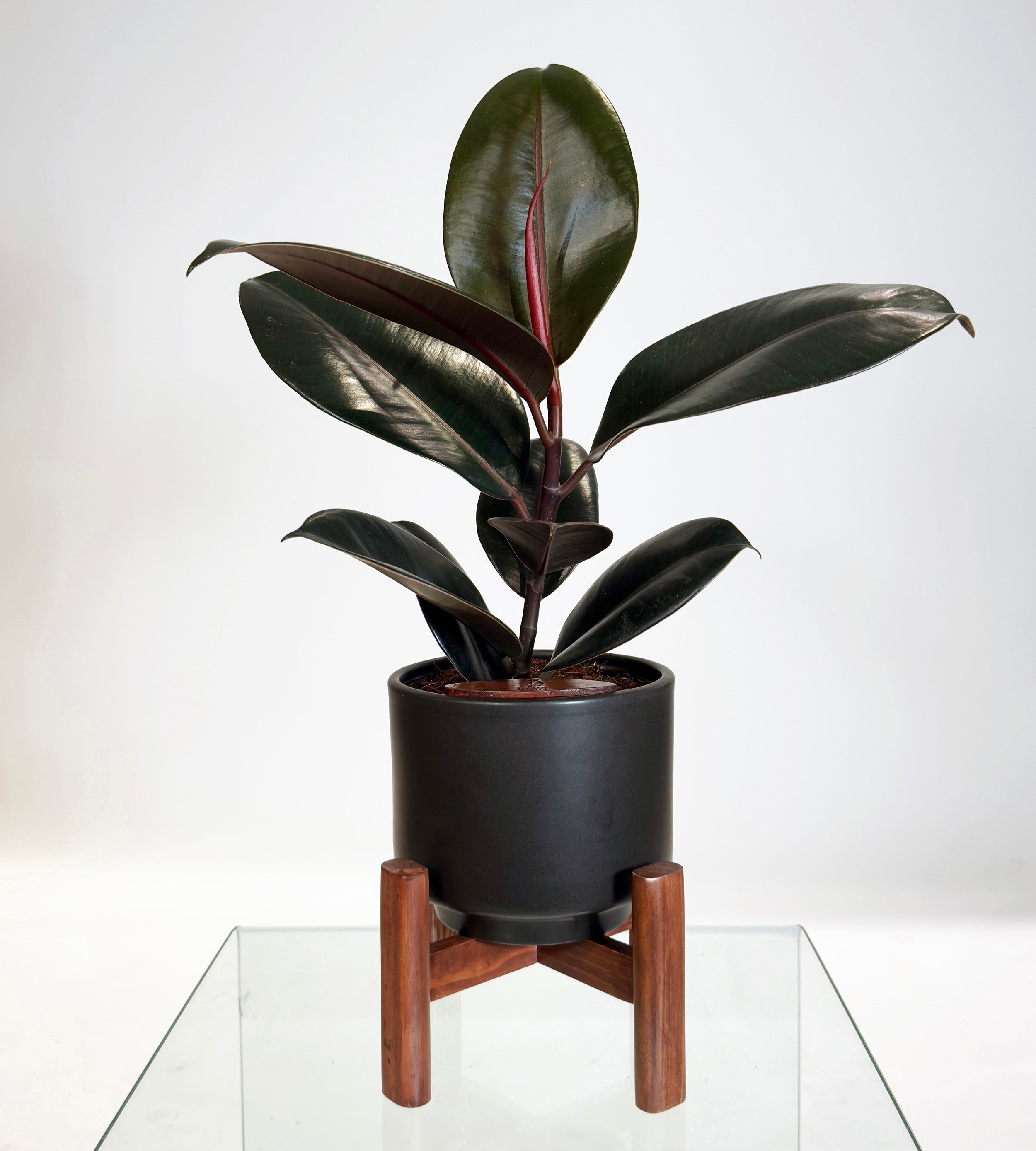 [PRE ORDER] Rubber Fig (Ficus Elastica) in handmade ceramic pot, self watering indoor plant with glossy leaves.