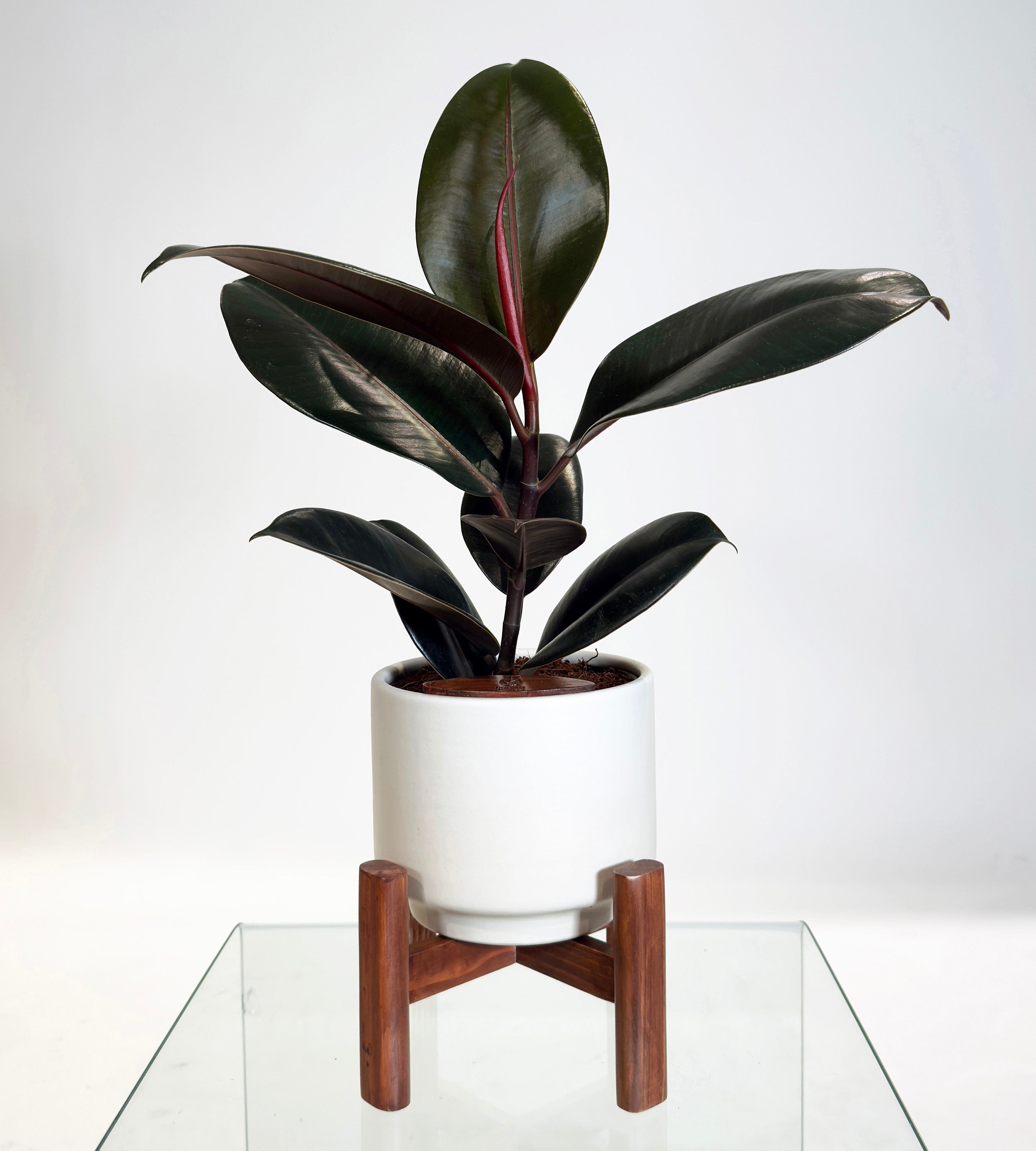 [PRE ORDER] Rubber Fig (Ficus Elastica) in handmade ceramic pot, self watering indoor plant on display.