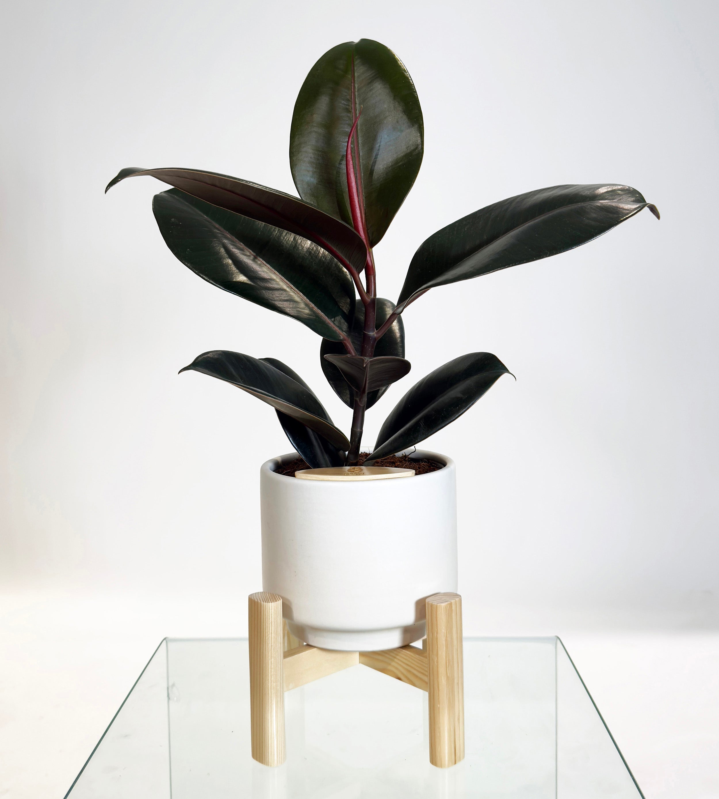 [PRE ORDER] Rubber Fig (Ficus Elastica) in handmade ceramic pot, self watering indoor plant for easy care.