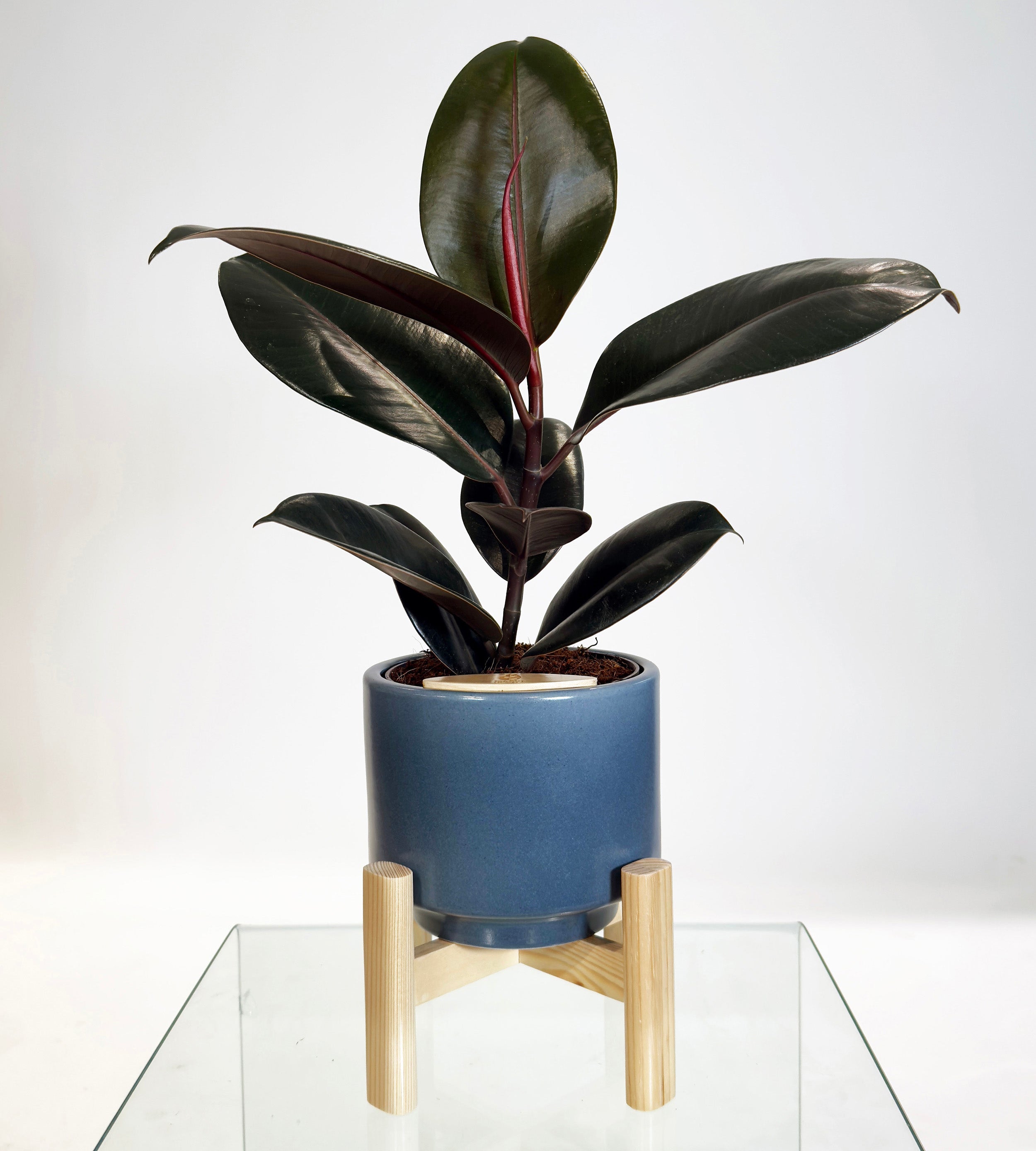[PRE ORDER] Rubber Fig (Ficus Elastica) in handmade ceramic pot, self watering indoor plant with glossy leaves.