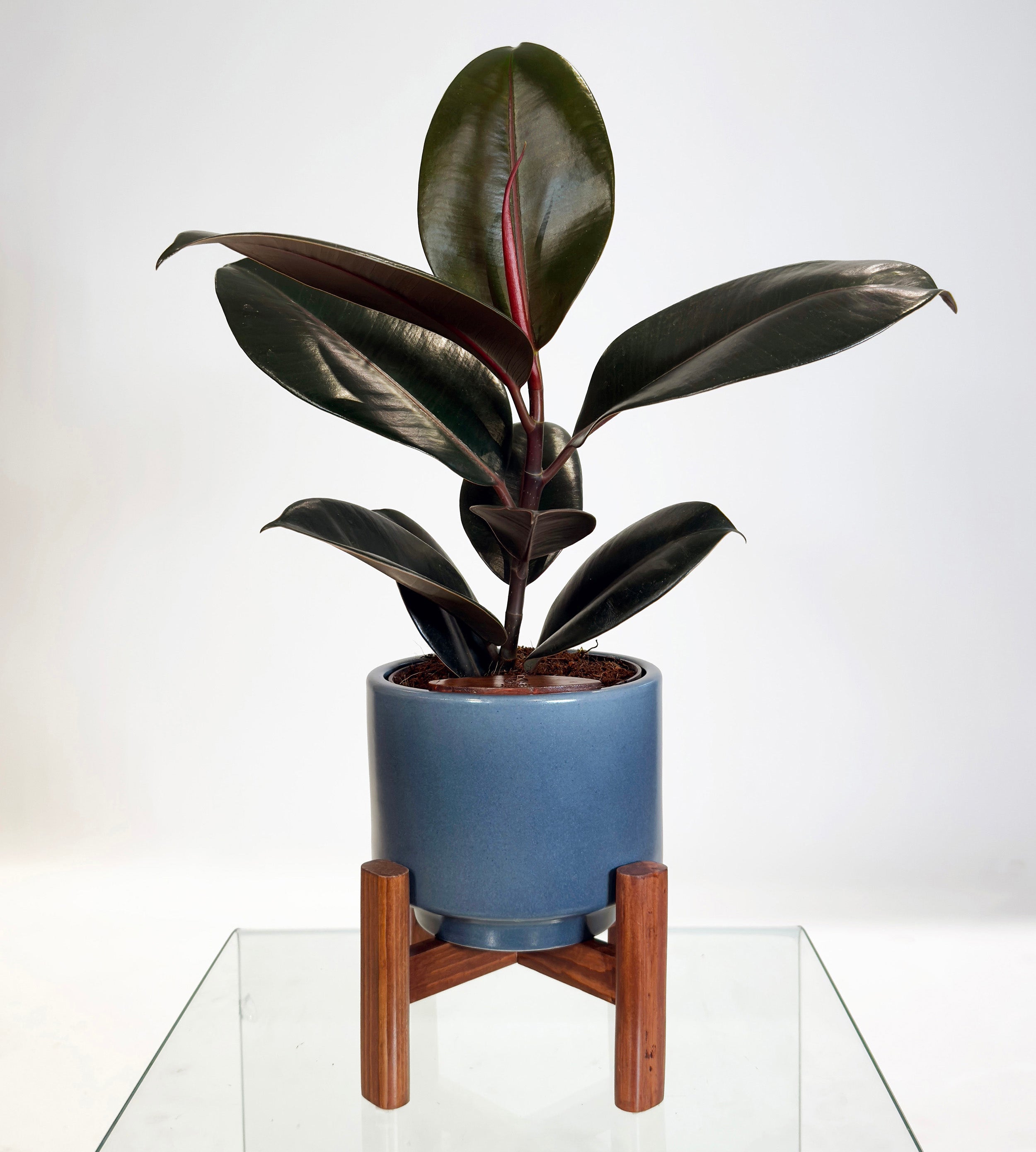 [PRE ORDER] Rubber Fig (Ficus Elastica) in handmade ceramic pot, a self watering indoor plant with glossy leaves.