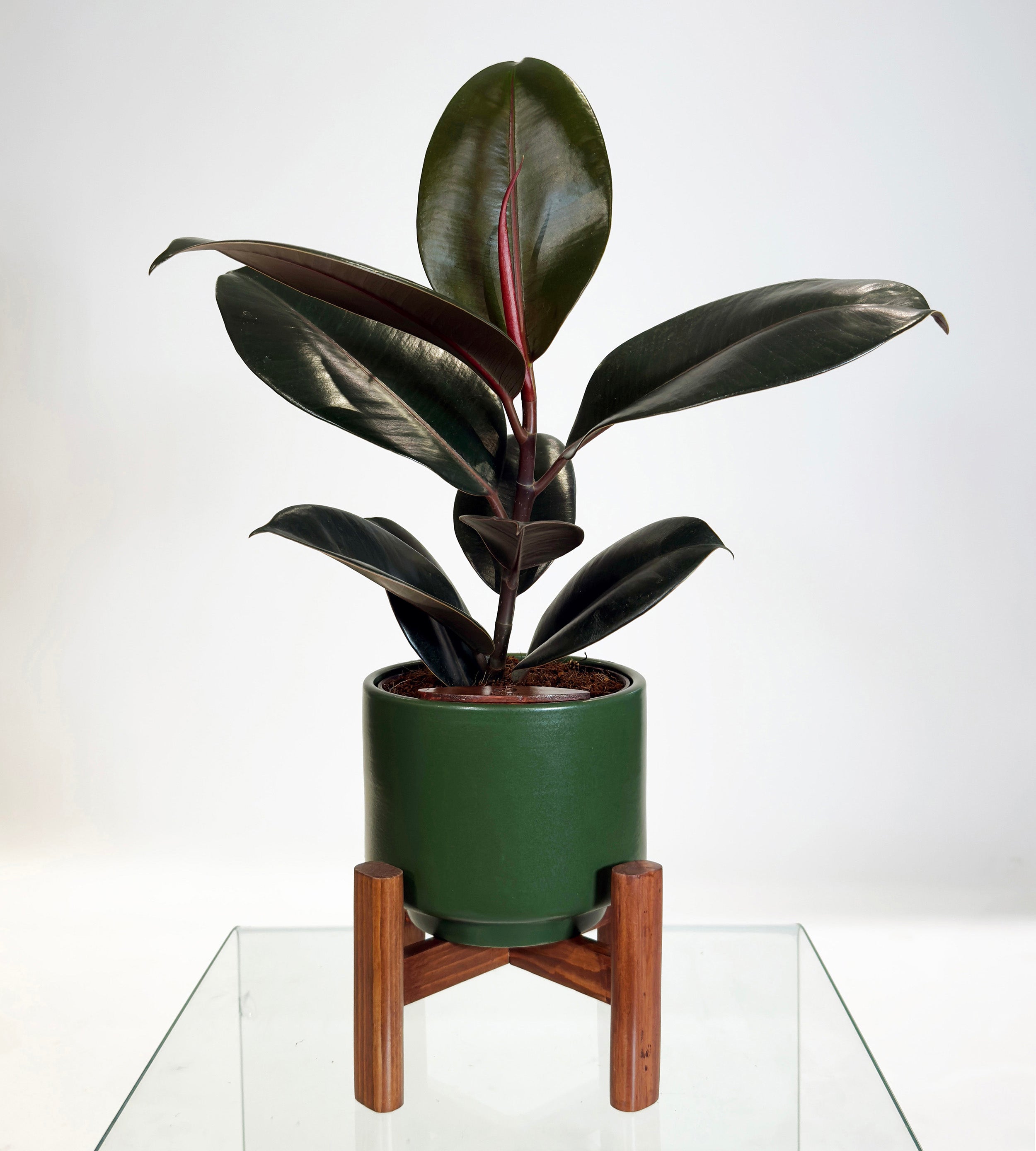 [PRE ORDER] Rubber Fig (Ficus Elastica) in handmade ceramic pot, a self watering indoor plant for easy care.