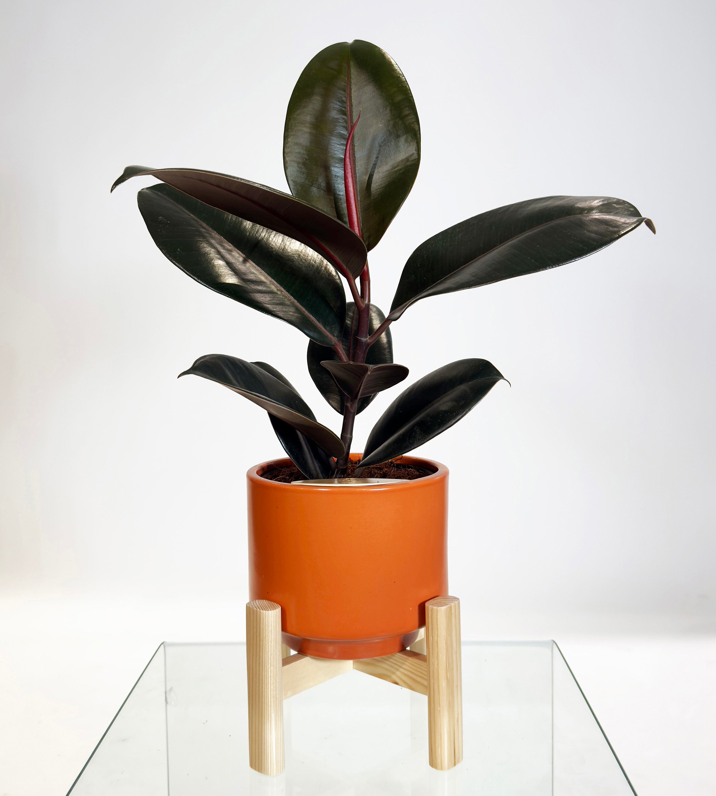 [PRE ORDER] Rubber Fig (Ficus Elastica) in handmade ceramic pot; self watering indoor plant features deep green, glossy leaves.