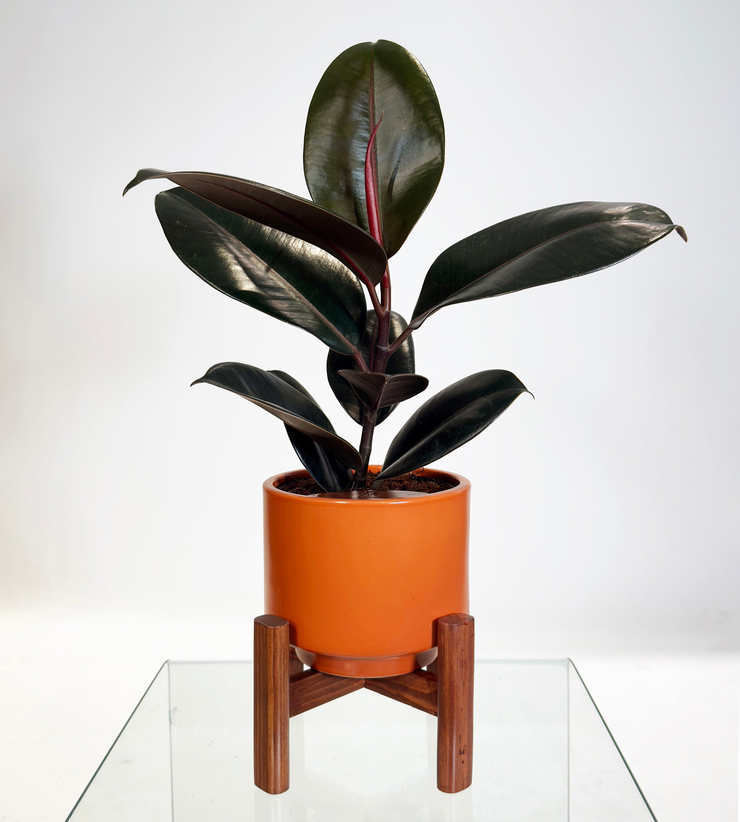 [PRE ORDER] Rubber Fig (Ficus Elastica) in handmade ceramic pot, self watering indoor plant with deep green, glossy leaves.