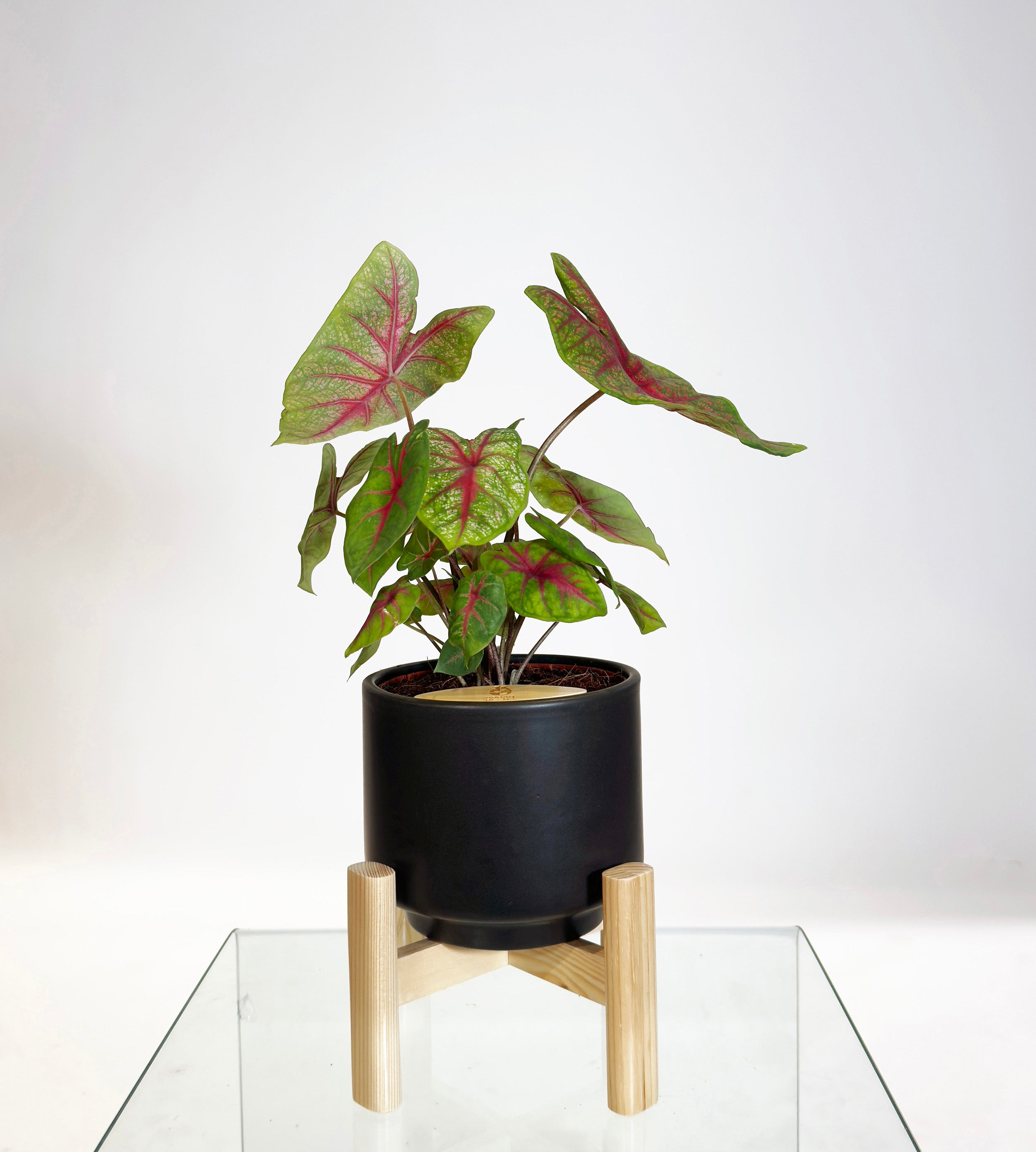 [PRE ORDER] Caladium Bicolor in handmade ceramic pot on a stand, a vibrant self watering indoor plant.