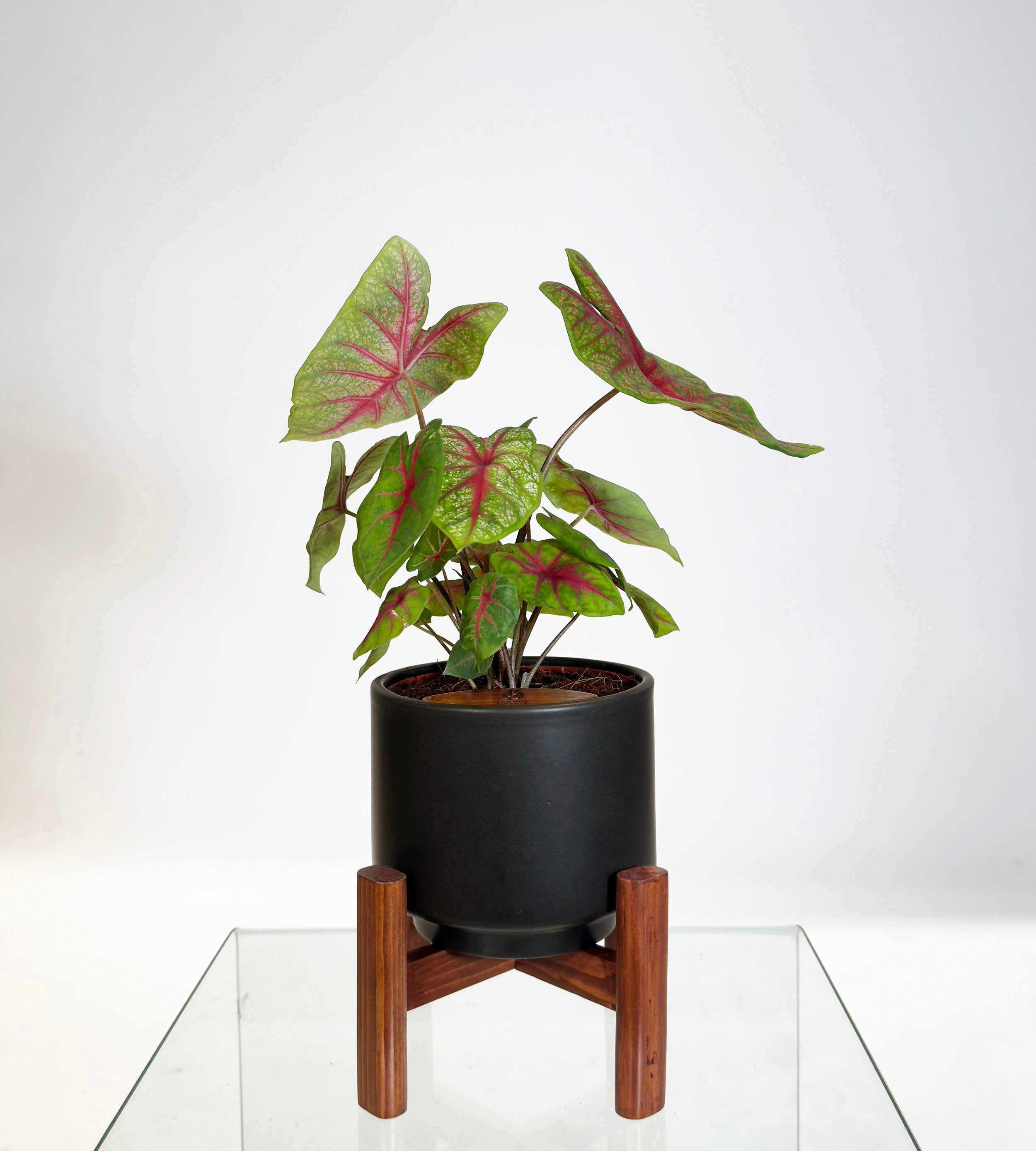 [PRE ORDER] Caladium Bicolor in a handmade ceramic pot, a self watering indoor plant with vibrant heart-shaped leaves.