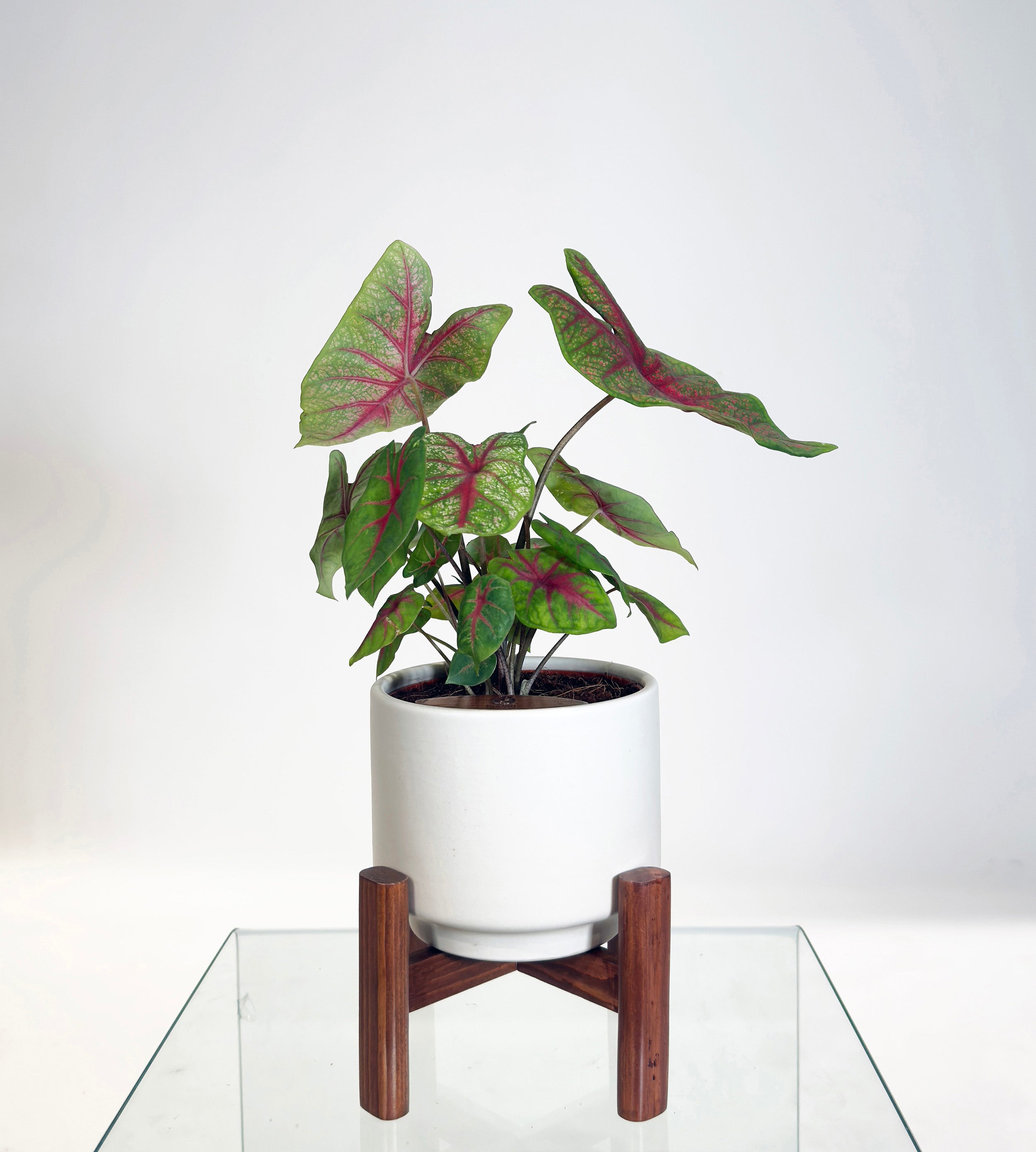 [PRE ORDER] Caladium Bicolor in a handmade ceramic pot, a self watering indoor plant with vibrant heart-shaped leaves.