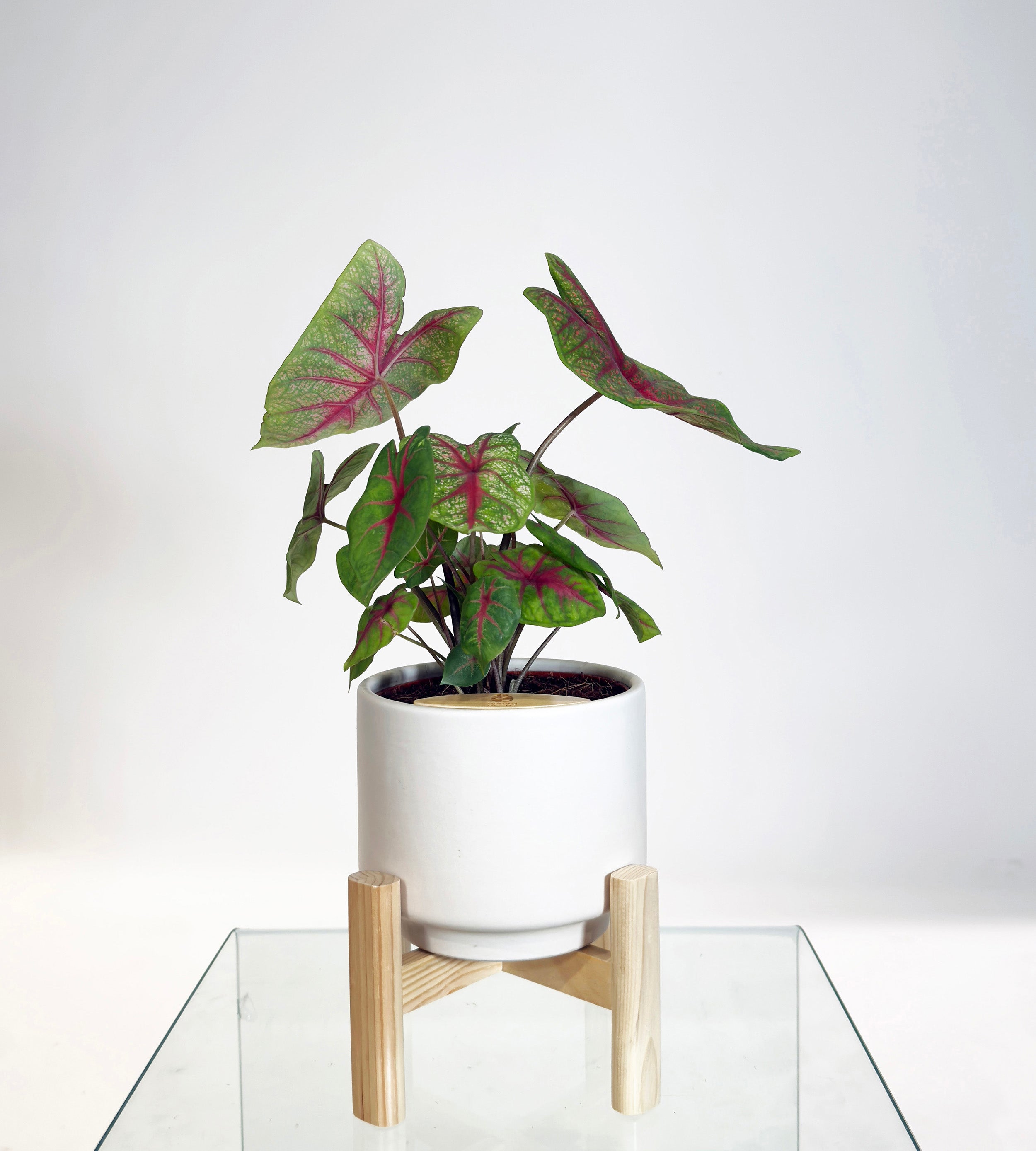 [PRE ORDER] Caladium Bicolor in a handmade ceramic pot, vibrant self watering indoor plant with colorful heart-shaped leaves.