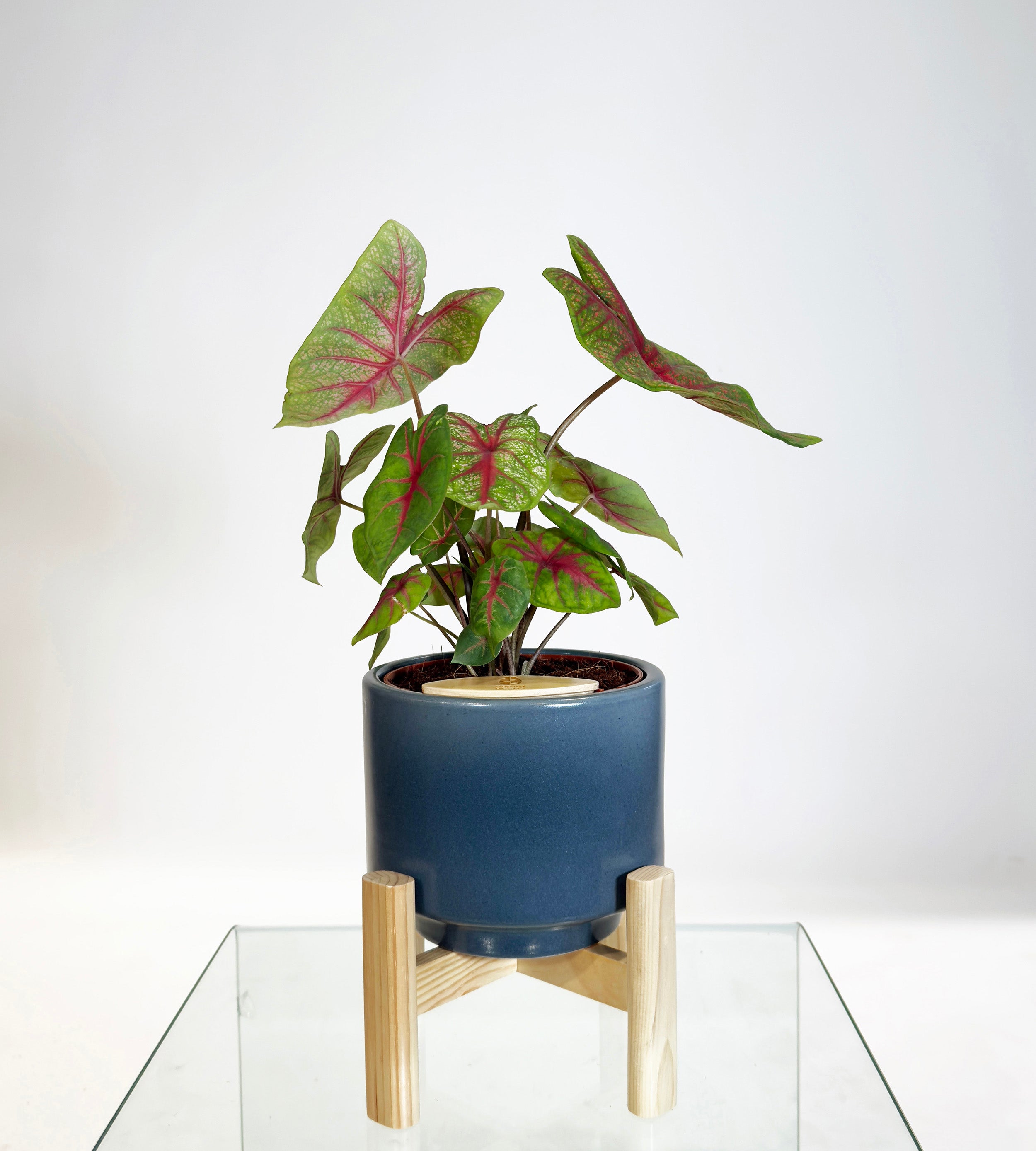 [PRE ORDER] Caladium Bicolor in a handmade ceramic pot, showcasing vibrant leaves and self watering design.