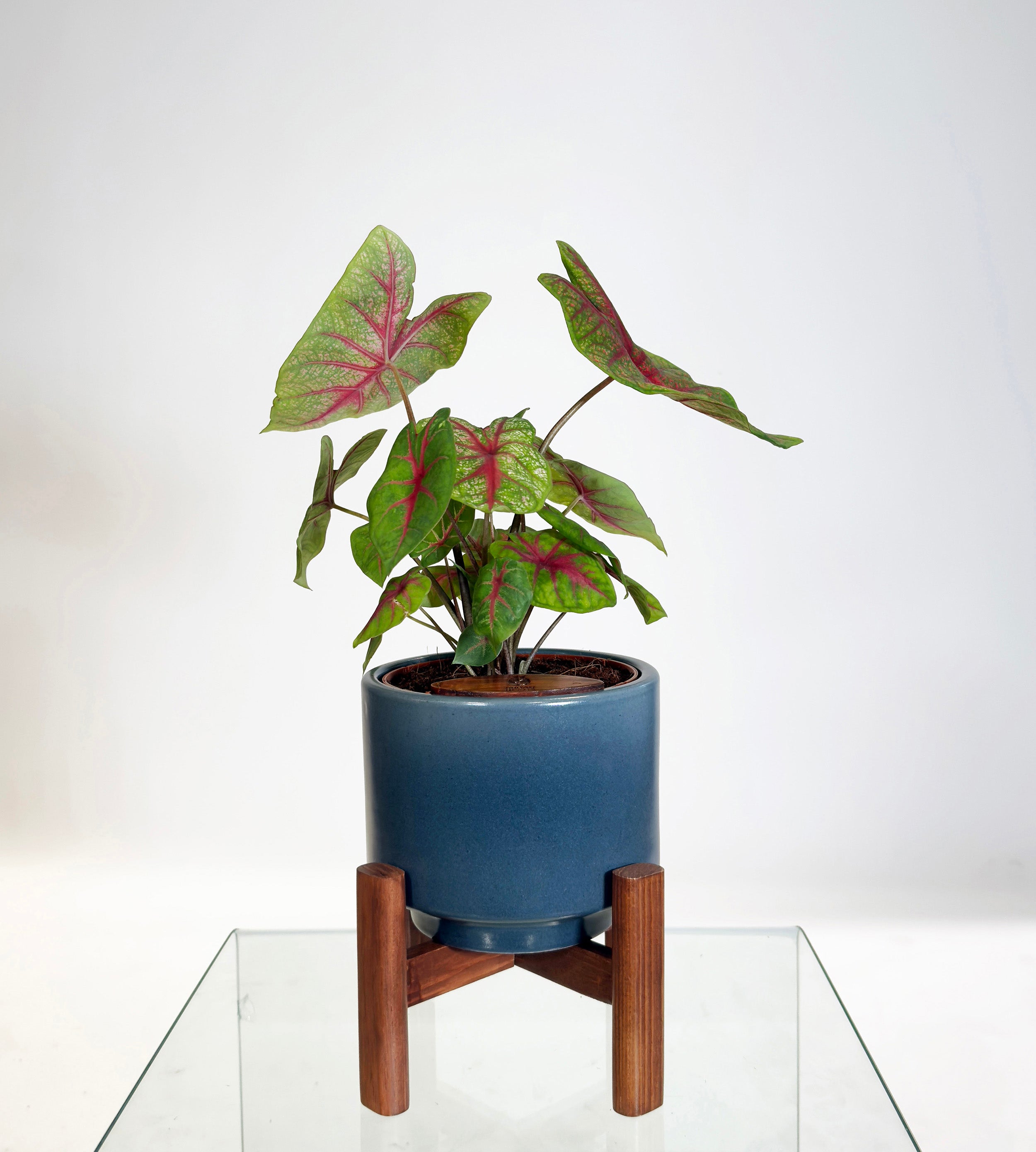 [PRE ORDER] Caladium Bicolor in handmade ceramic pot, vibrant leaves adding color as a self watering indoor plant.