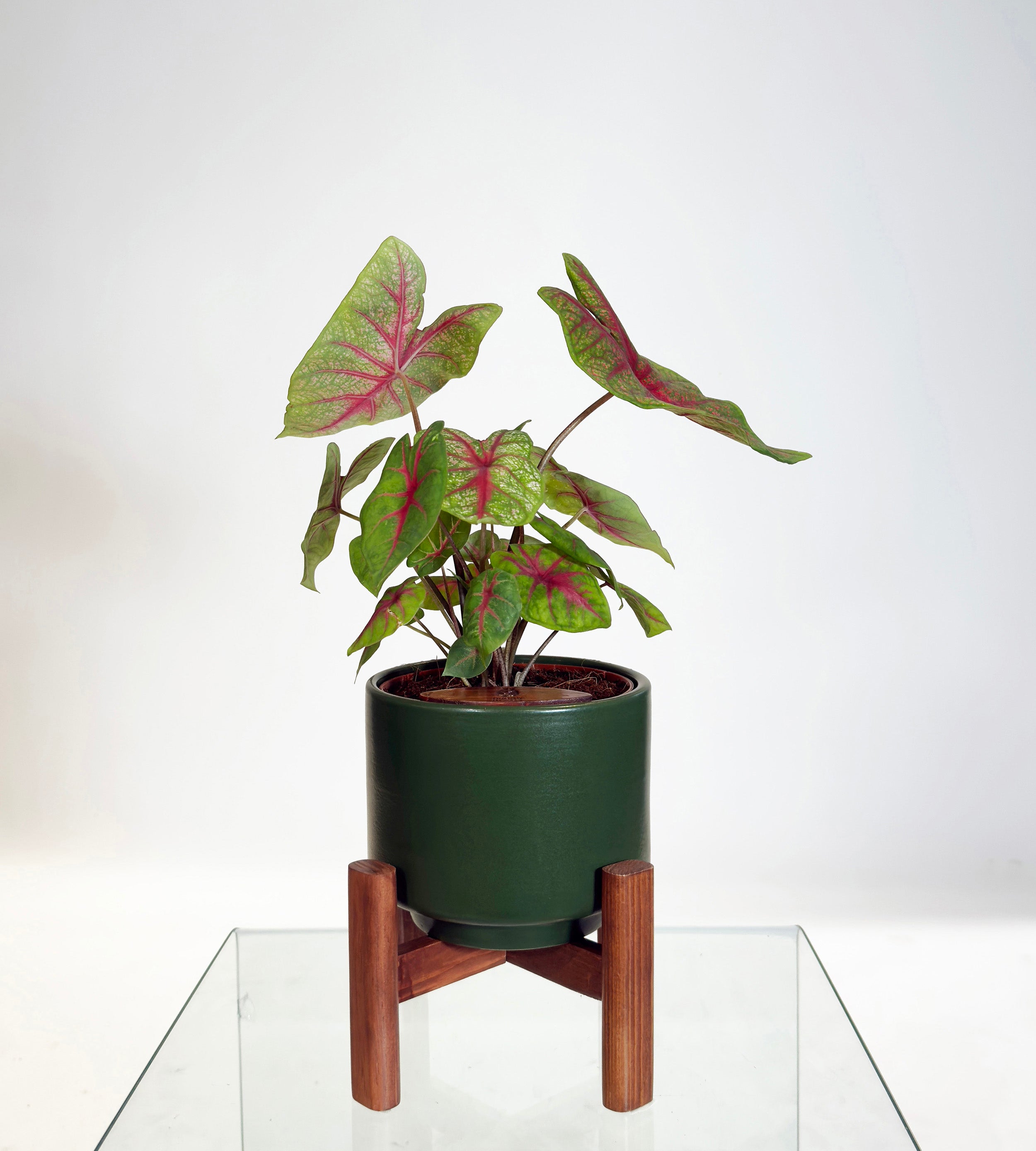 [PRE ORDER] Caladium Bicolor in a handmade ceramic pot, vibrant indoor self watering plant with heart-shaped leaves.