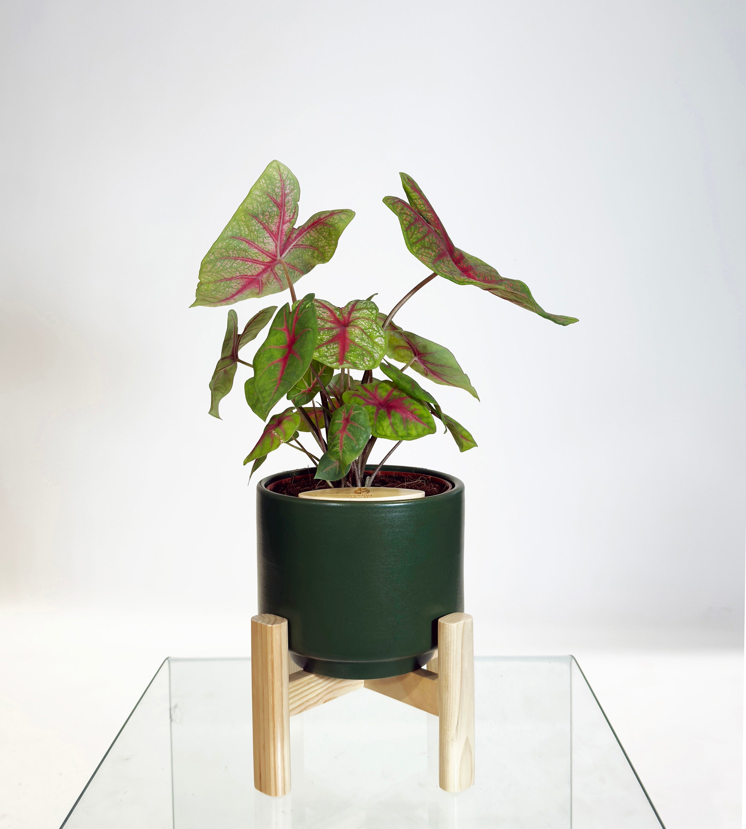 [PRE ORDER] Caladium Bicolor in a handmade ceramic pot, showcasing vibrant heart-shaped leaves, a self watering indoor plant.