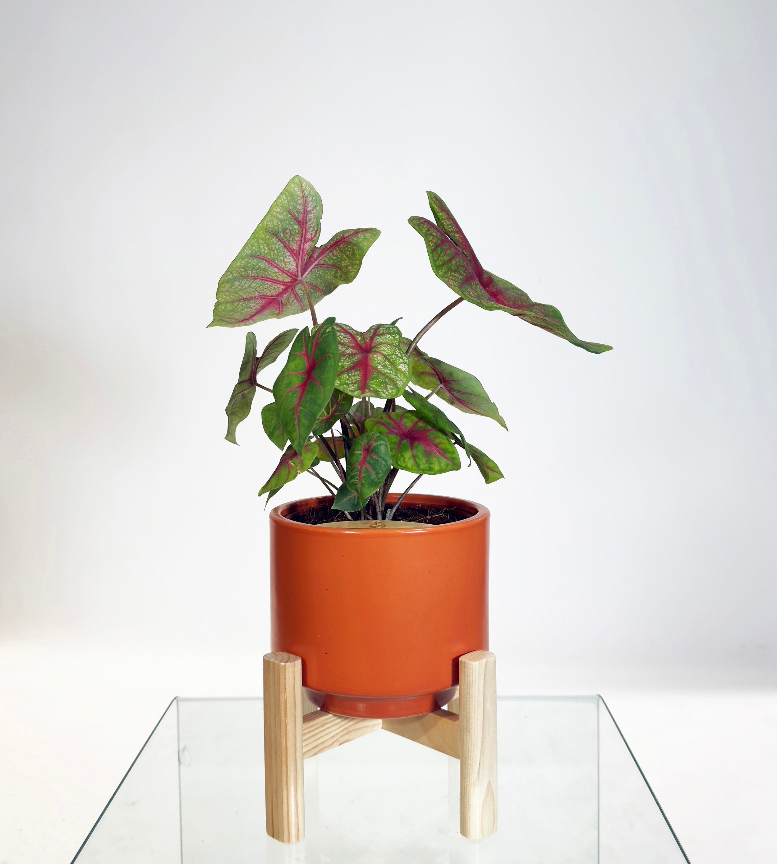 [PRE ORDER] Caladium Bicolor in a handmade ceramic pot, a vibrant self watering indoor plant with colorful heart-shaped leaves.