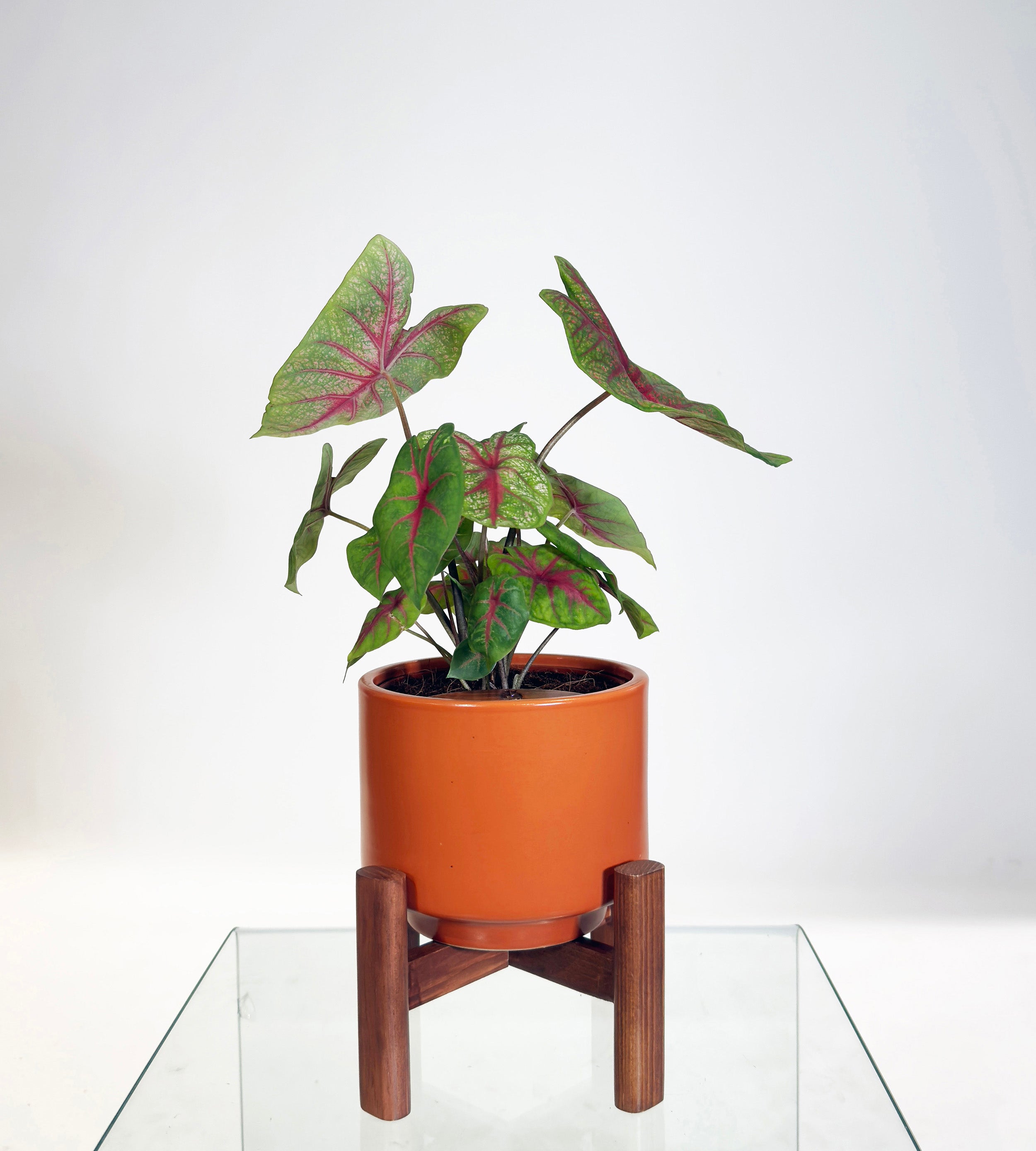 [PRE ORDER] Caladium Bicolor in a handmade ceramic pot, a vibrant self watering indoor plant with colorful leaves.