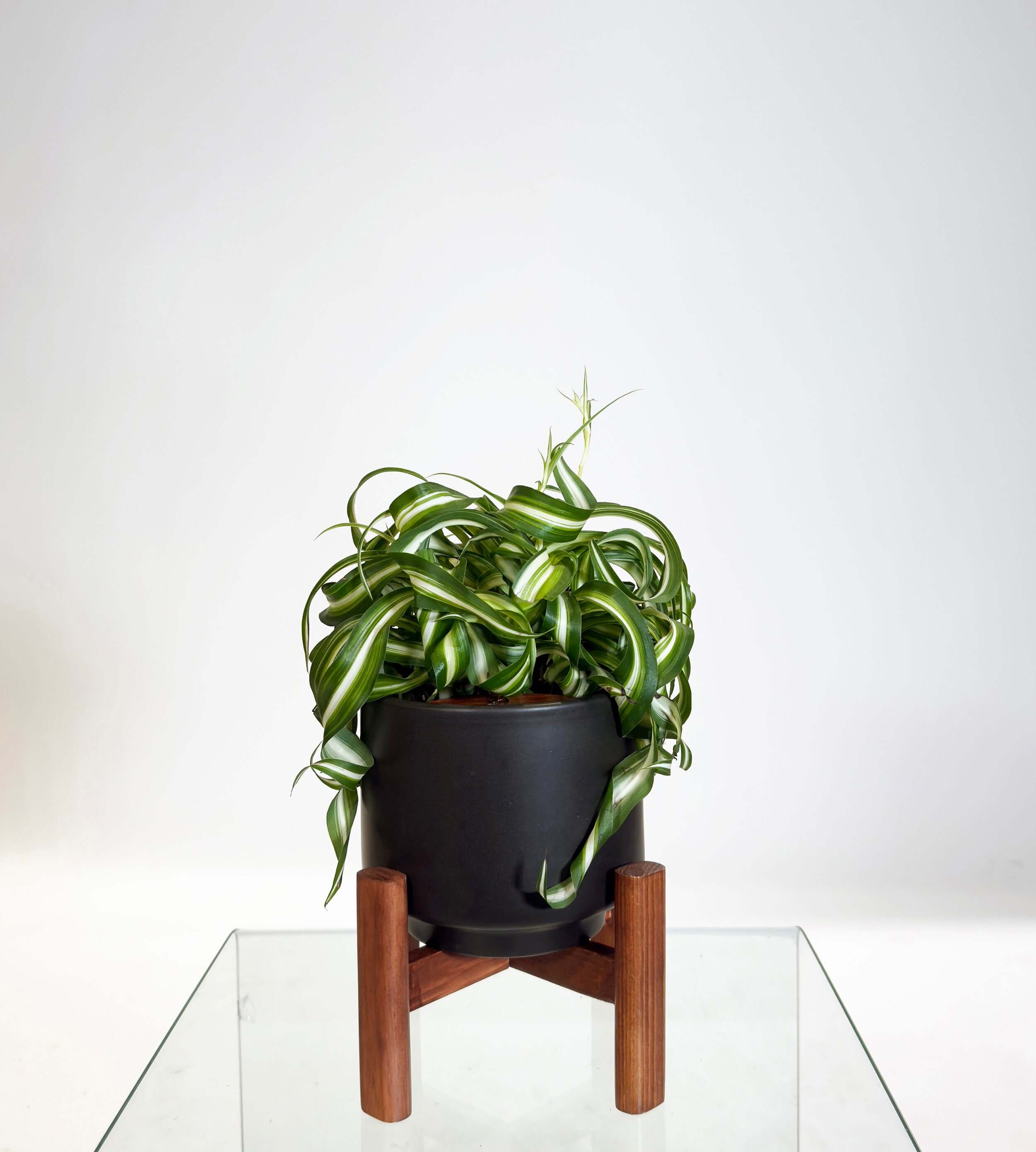 [PRE ORDER] Bonnie Spider Plant (Chlorophytum comosum) in a stylish handmade ceramic pot.