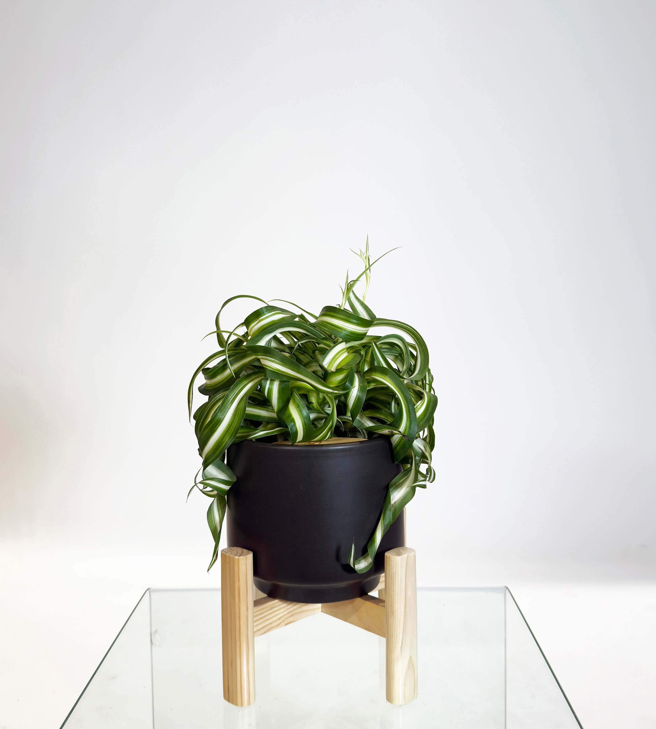 [PRE ORDER] Bonnie Spider Plant (Chlorophytum comosum) in a handmade ceramic pot, showcasing curly, quirky green leaves.
