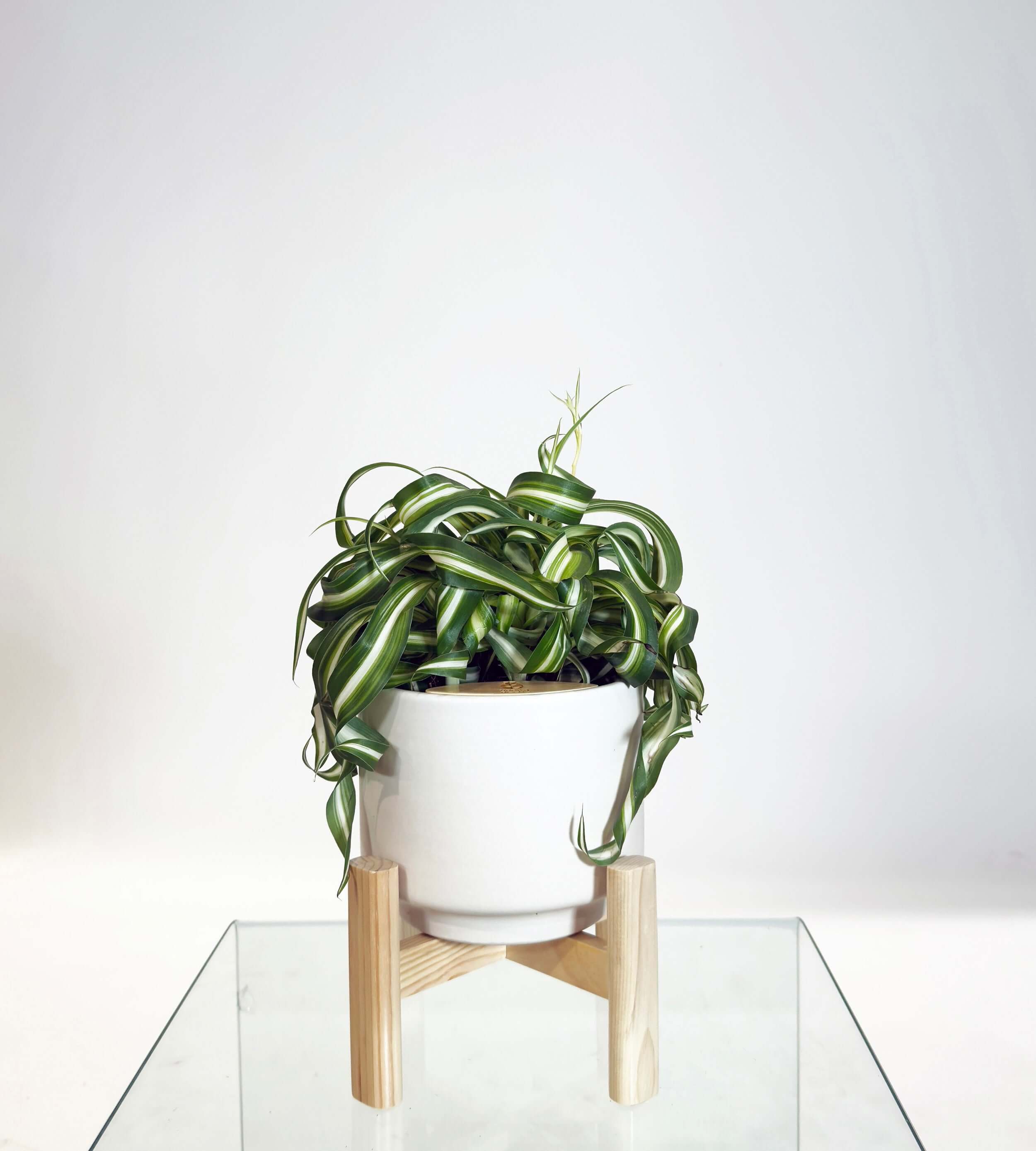 [PRE ORDER] Bonnie Spider Plant (Chlorophytum comosum) in a handmade ceramic pot with a wooden stand.