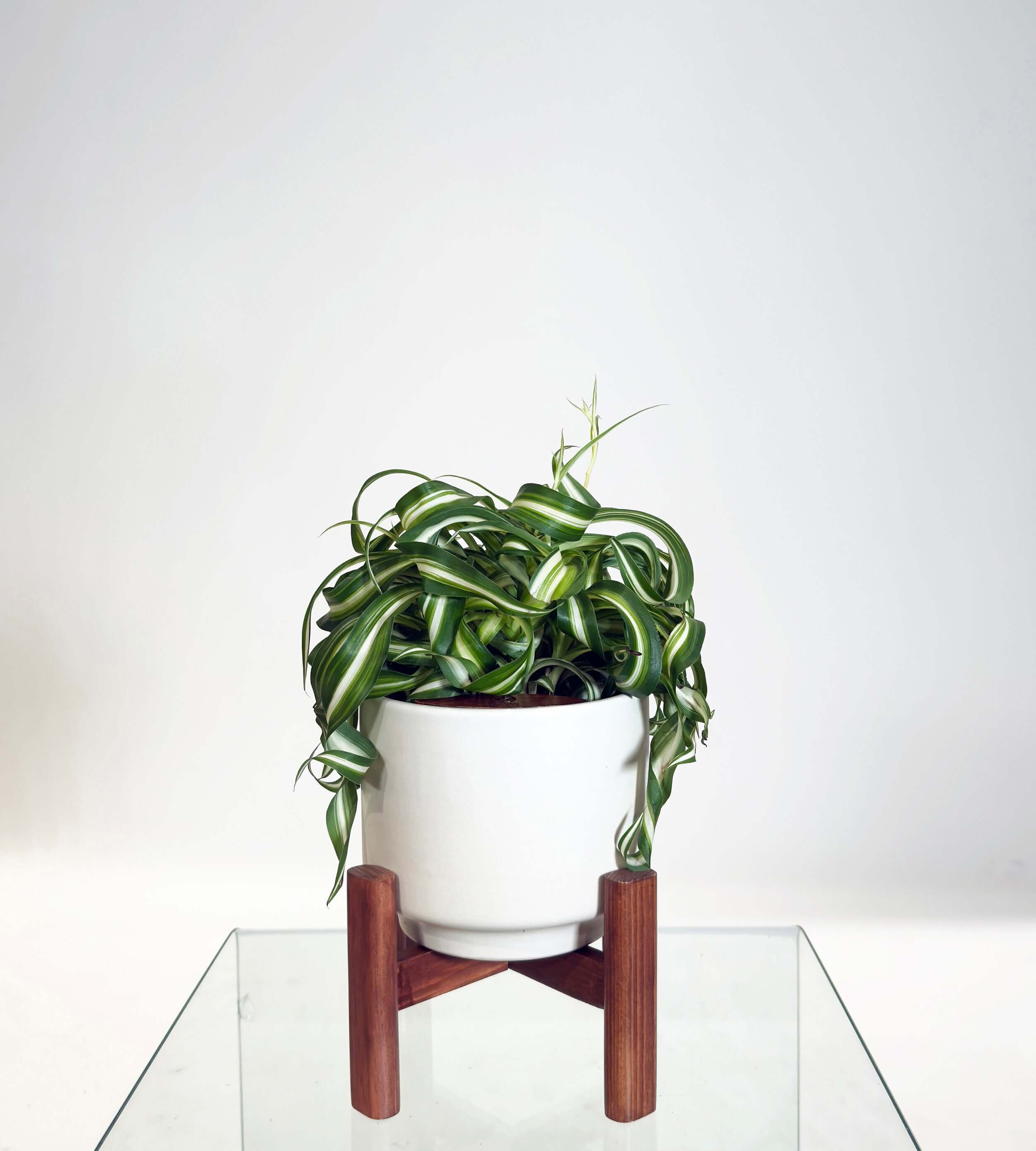 [PRE ORDER] Bonnie Spider Plant (Chlorophytum comosum) in a handmade ceramic pot on a glass table.