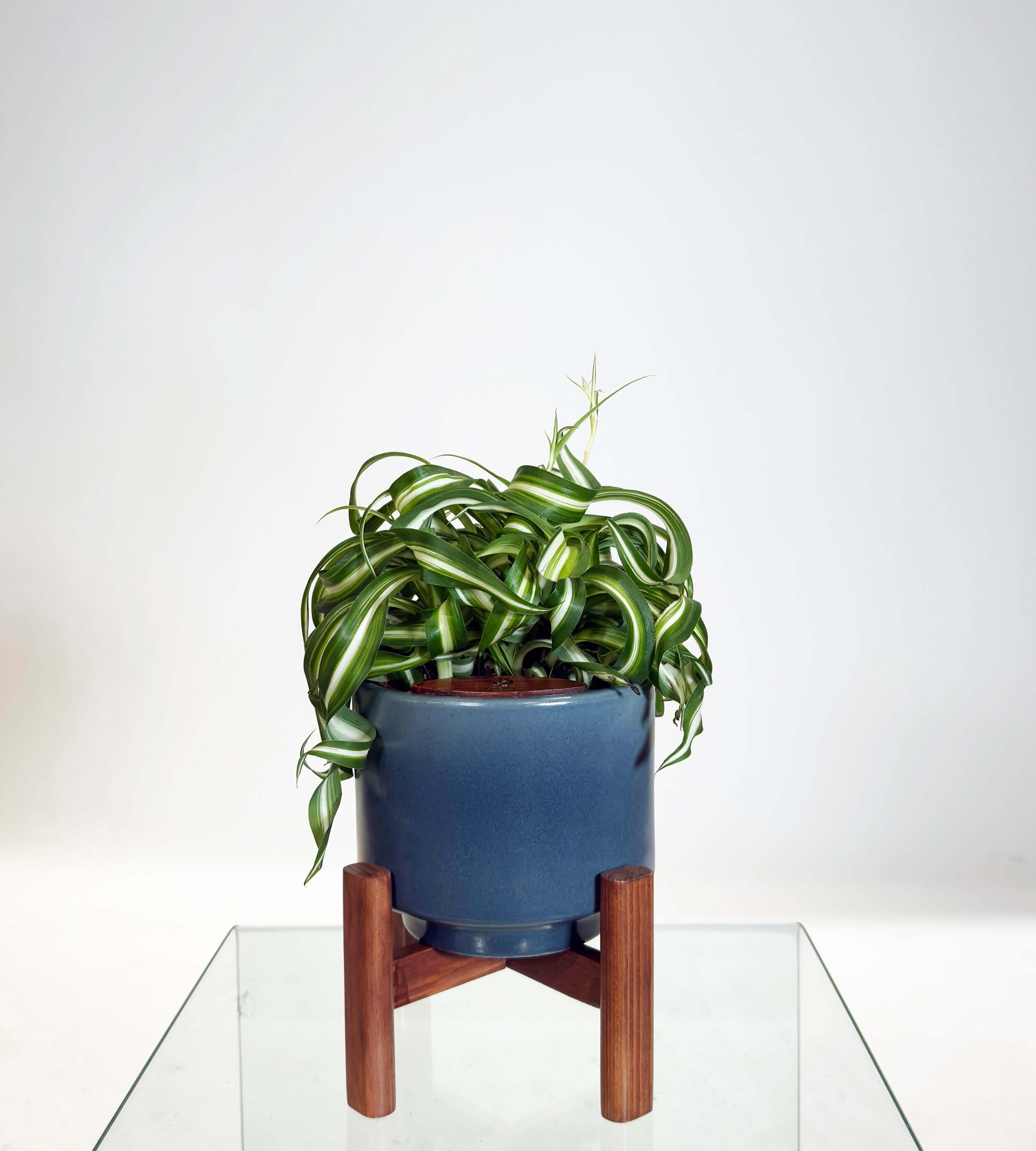 [PRE ORDER] Bonnie Spider Plant (Chlorophytum comosum) in a handmade ceramic pot with green, curly leaves.