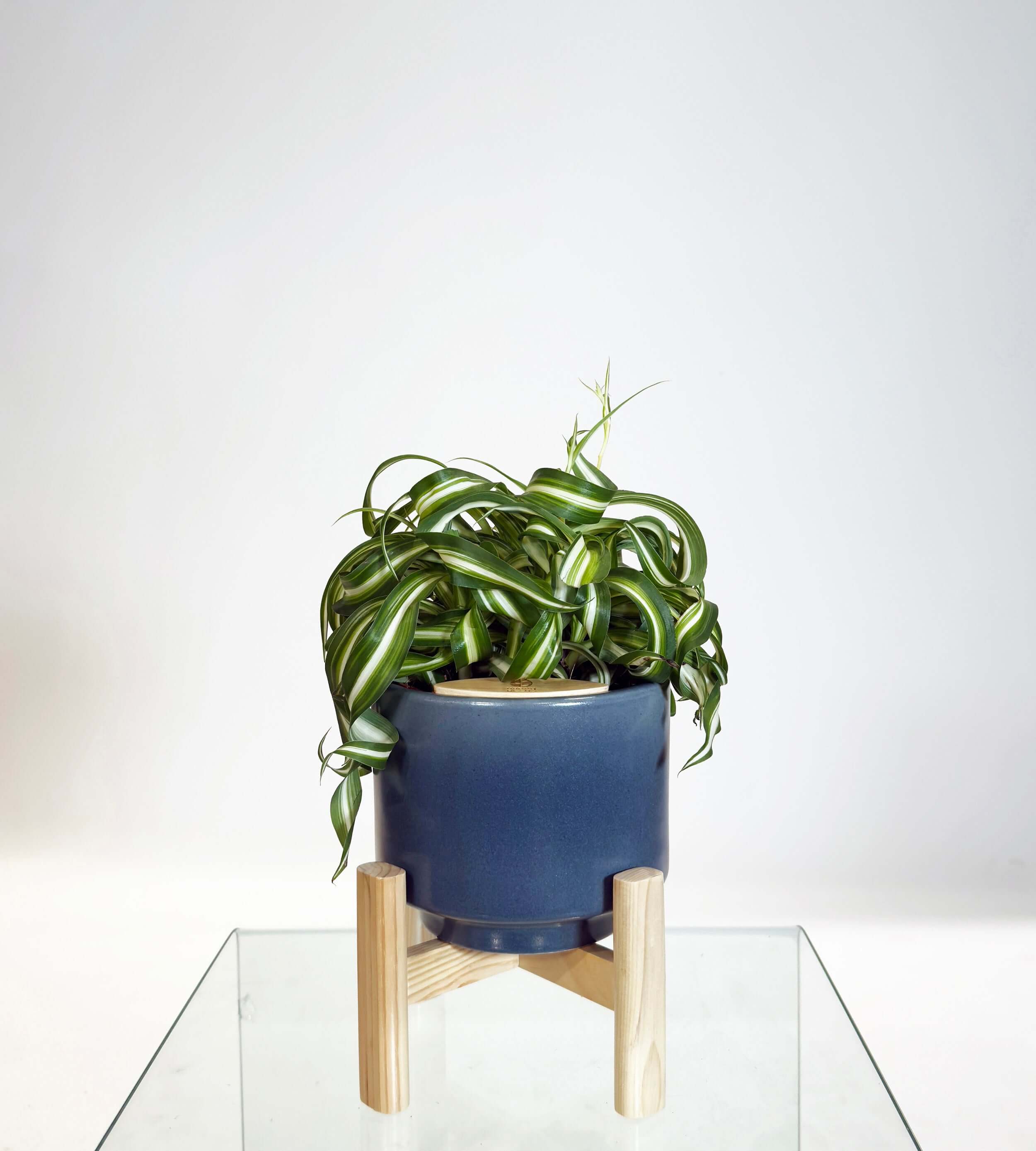 [PRE ORDER] Bonnie Spider Plant (Chlorophytum comosum) in a handmade ceramic pot on a display table.