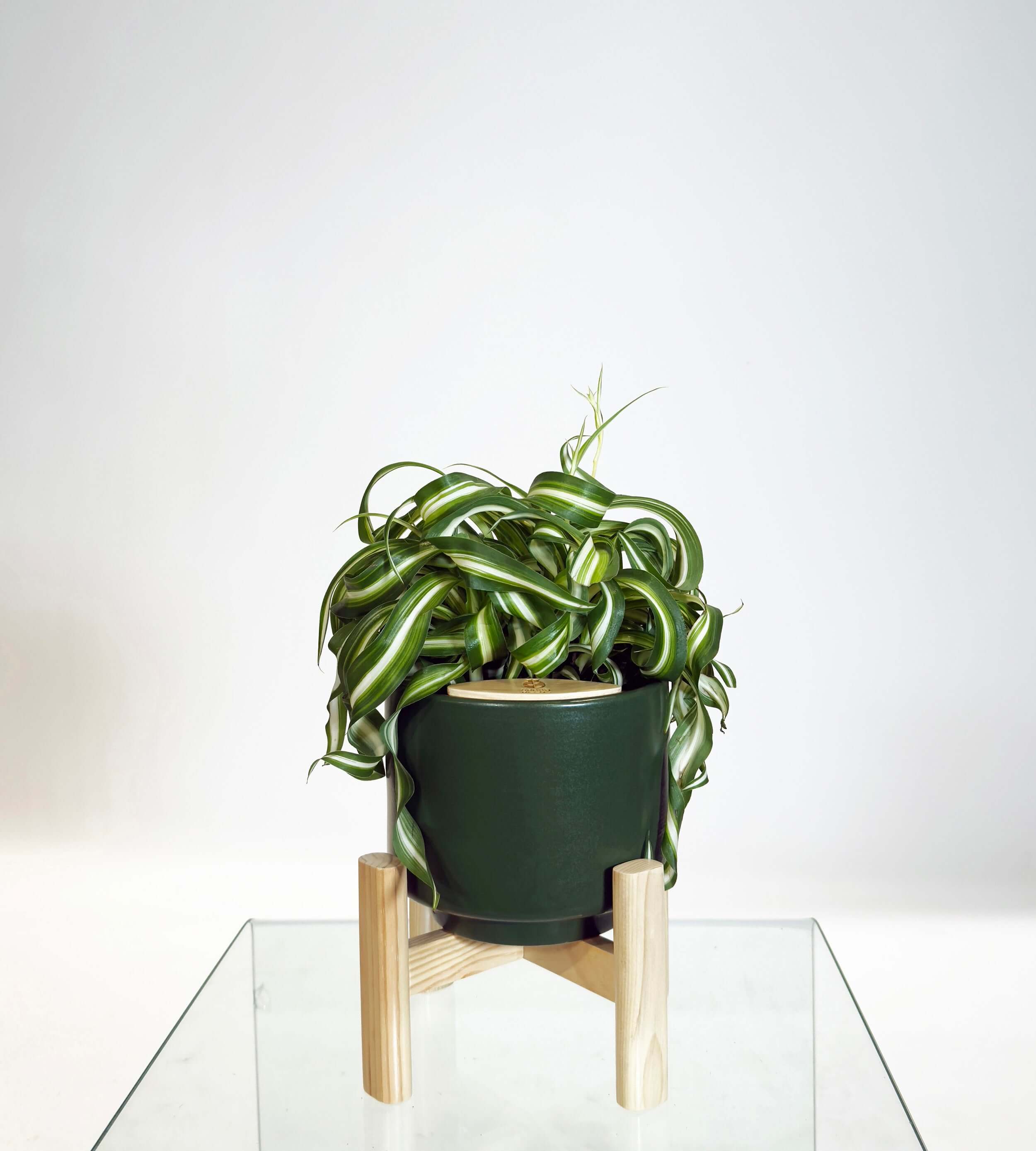 [PRE ORDER] Bonnie Spider Plant (Chlorophytum comosum) in a handmade ceramic pot on a wooden stand.