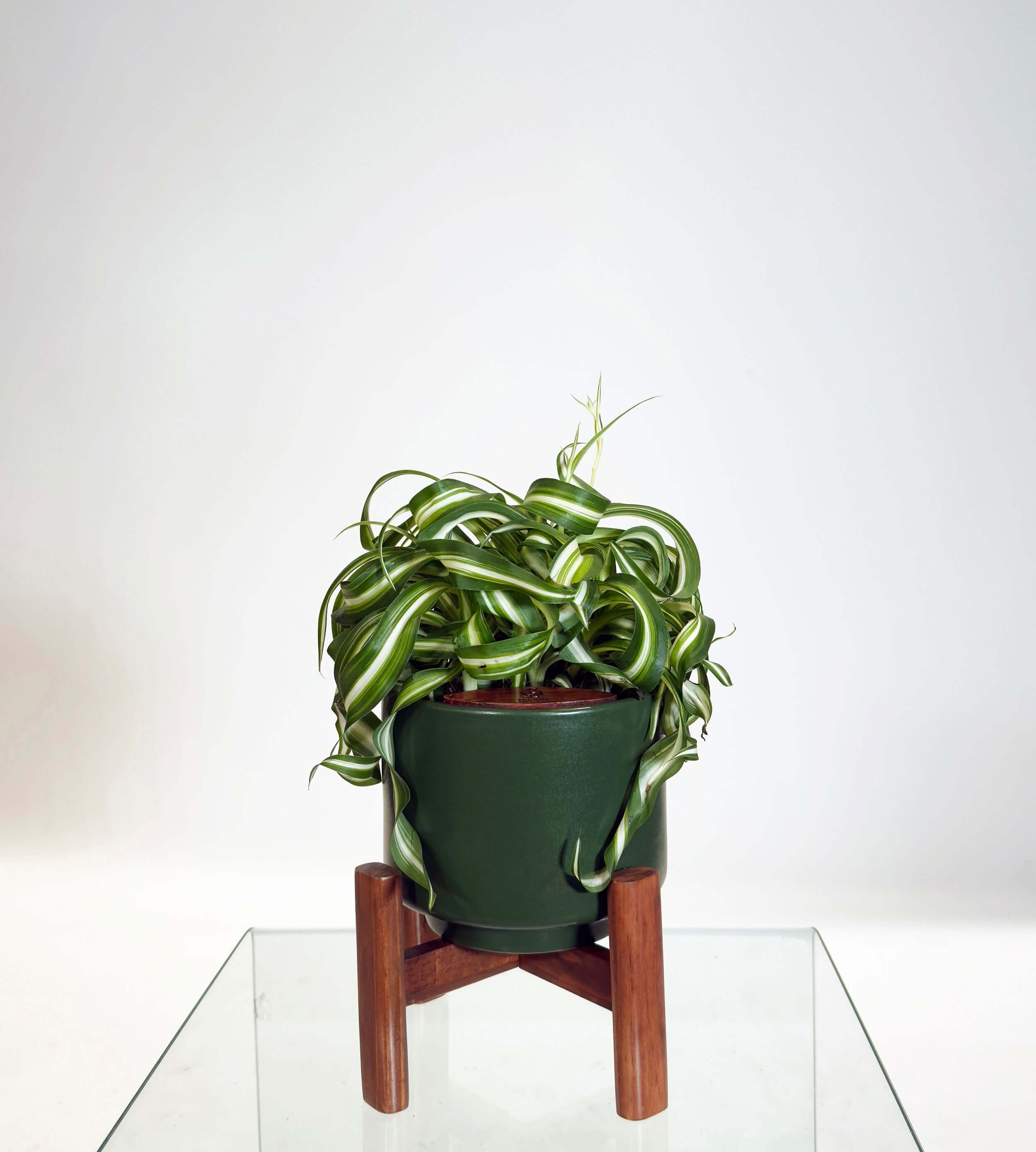 [PRE ORDER] Bonnie Spider Plant (Chlorophytum comosum) in handmade ceramic pot, a stylish self watering indoor plant.
