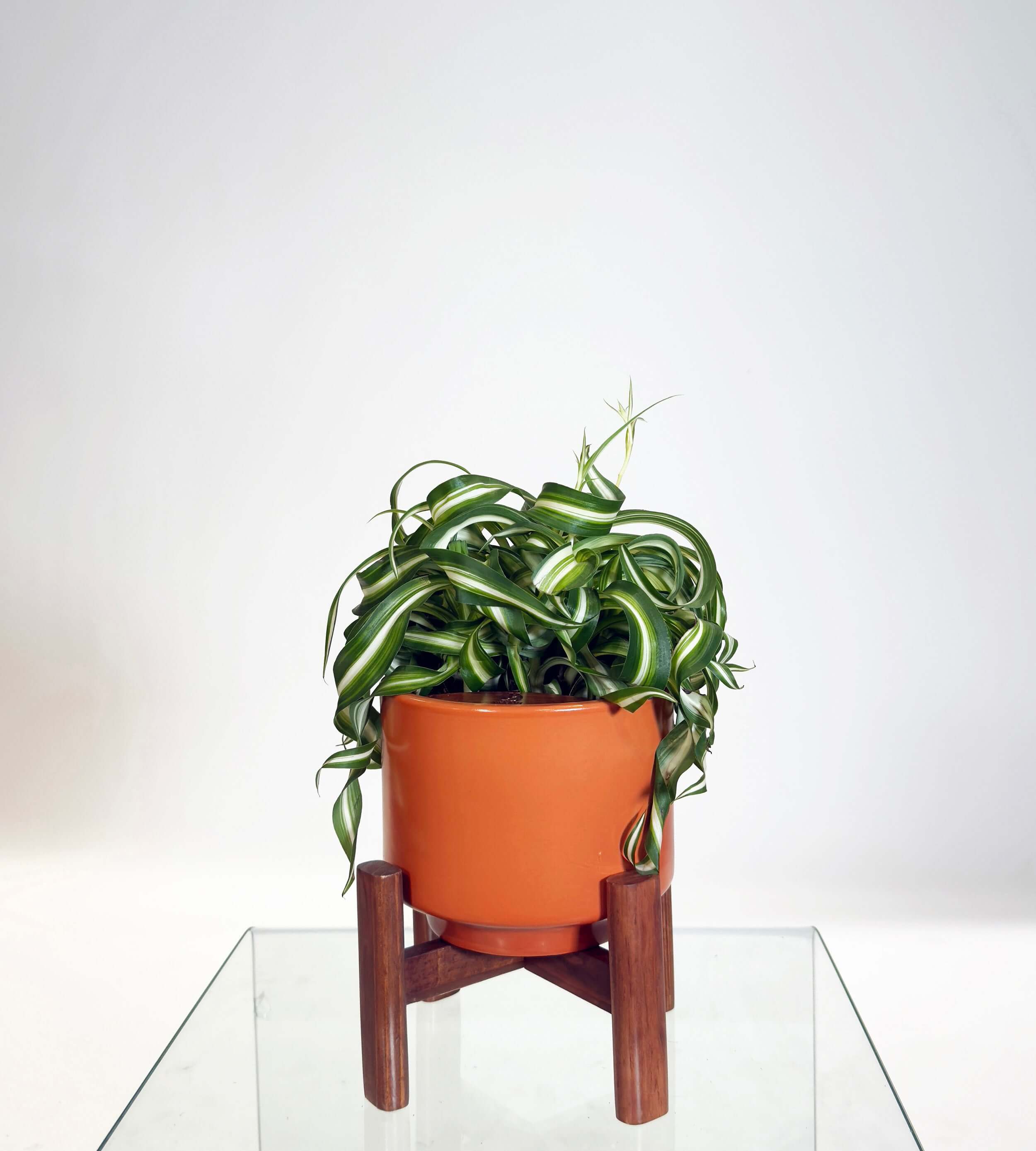 [PRE ORDER] Bonnie Spider Plant (Chlorophytum comosum) in a handmade ceramic pot on a wooden stand.