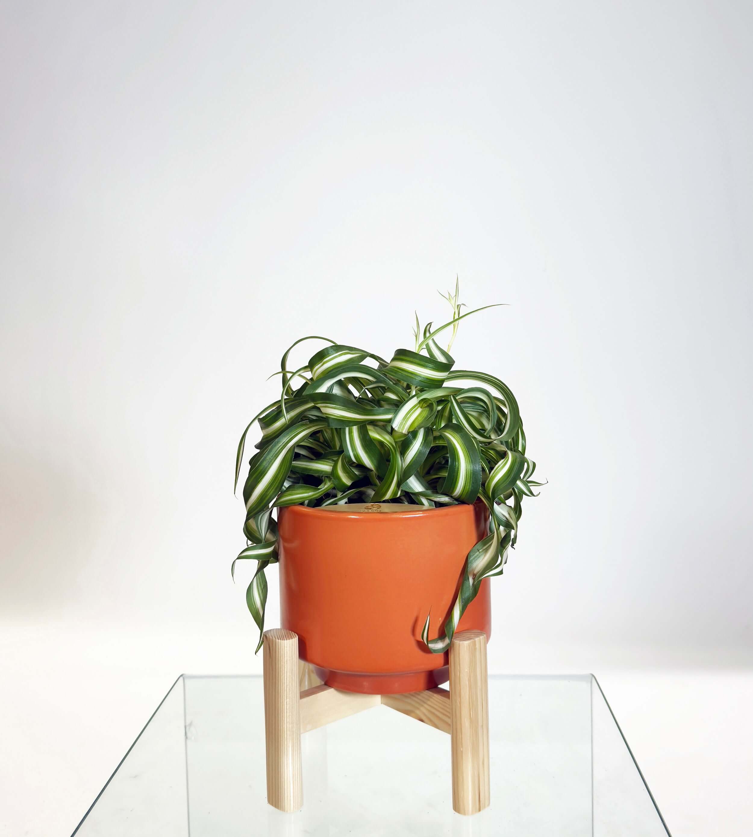 [PRE ORDER] Bonnie Spider Plant (Chlorophytum comosum) in handmade ceramic pot on a stand.
