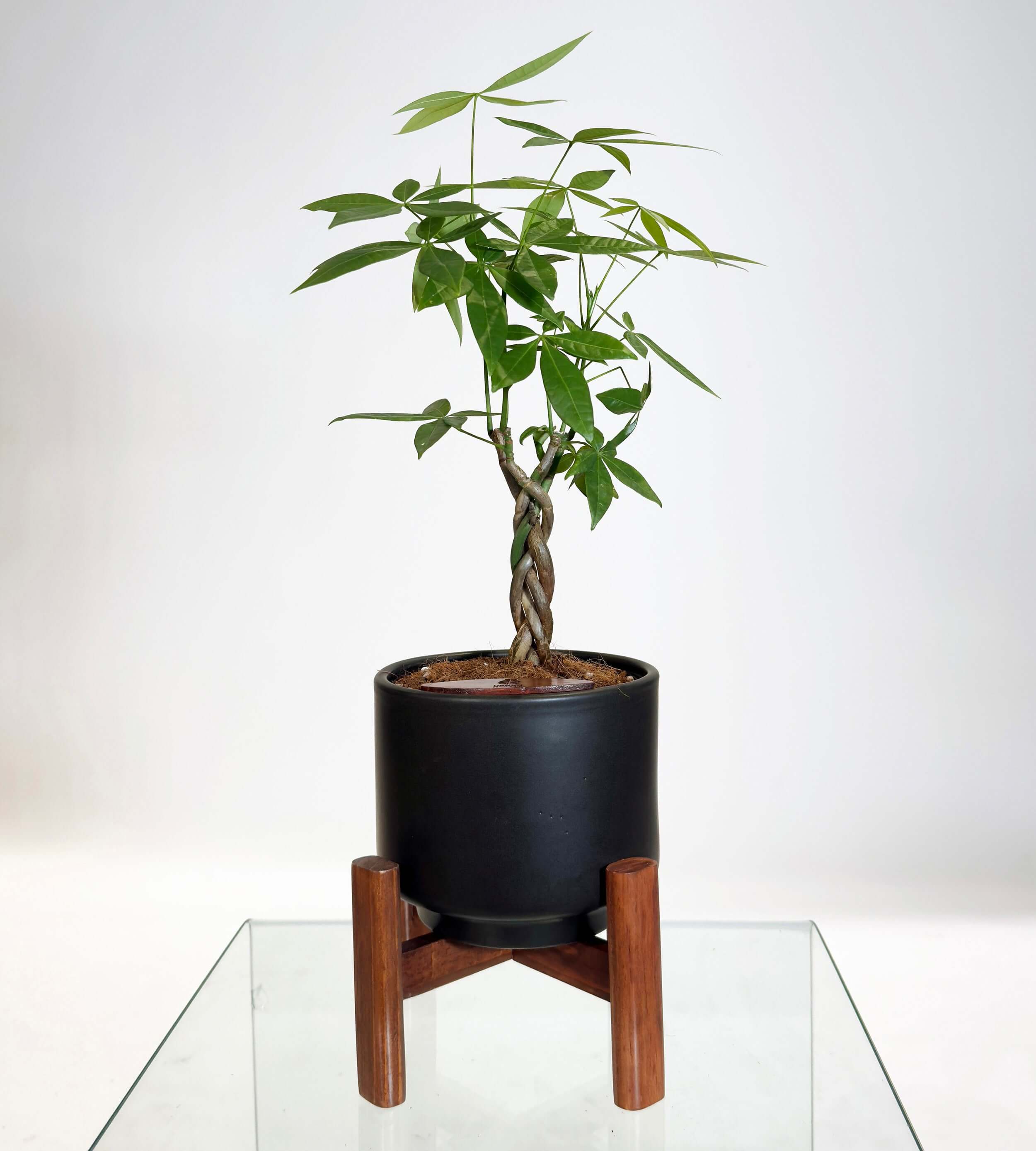 [PRE ORDER] Money Tree (Pachira Aquatica) in handmade ceramic self watering pot on plant stand.