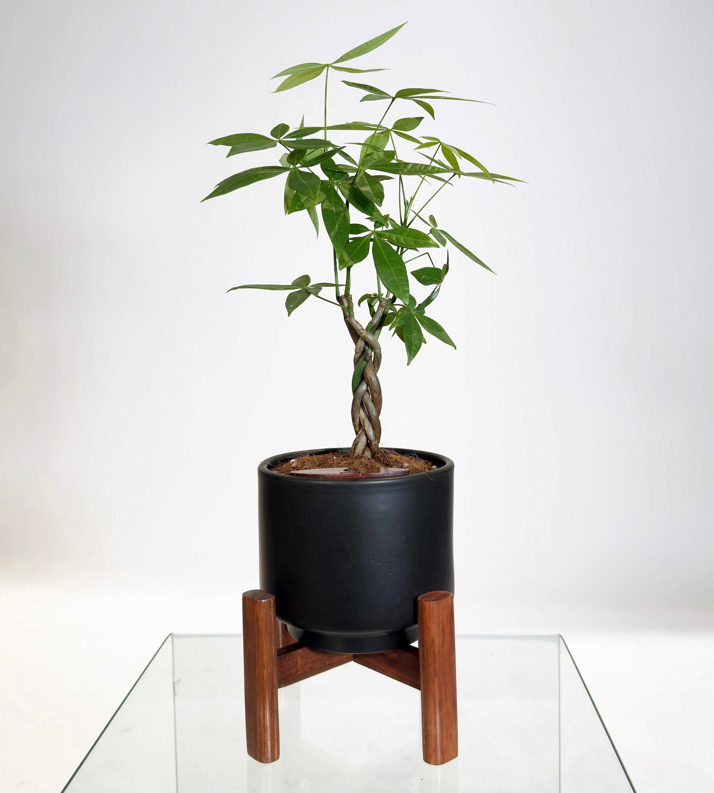 [PRE ORDER] Money Tree in Haku pot (Pachira Aquatica)