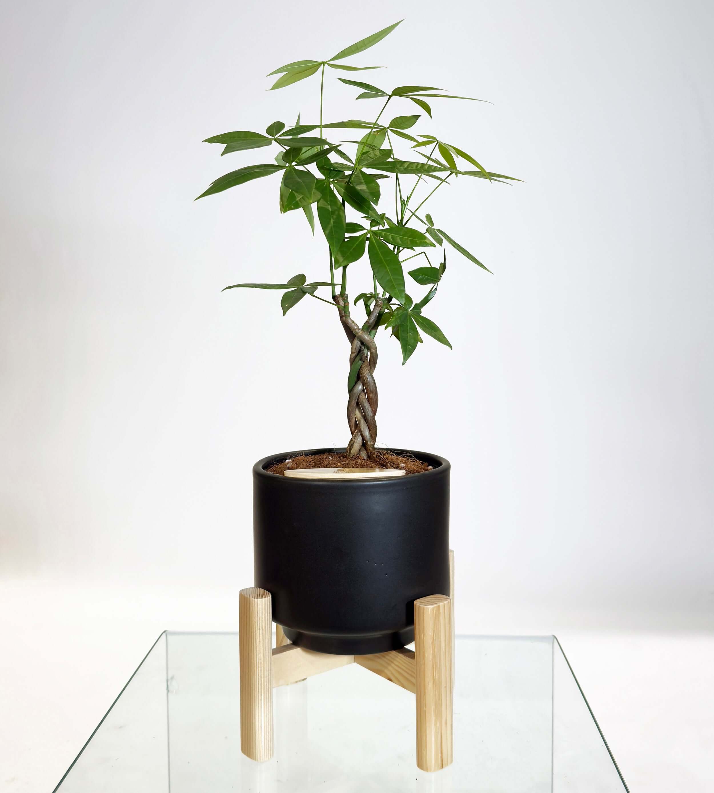 [PRE ORDER] Money Tree (Pachira Aquatica) in handmade ceramic pot, perfect self watering indoor plant for prosperity.
