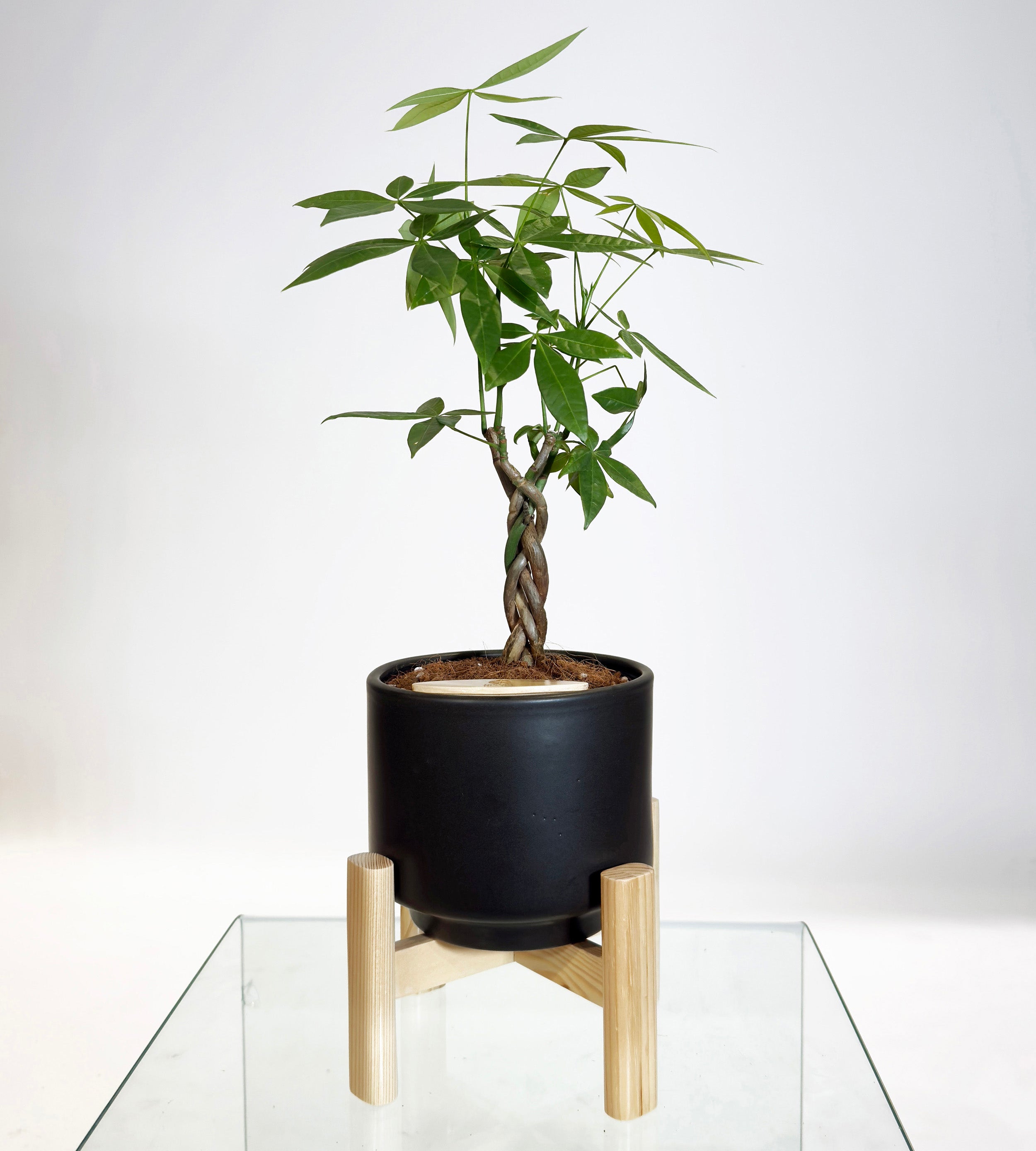 Money Tree Indoor Plant with Haku Self Watering Pot – Urban Roots, image size:2500x2778