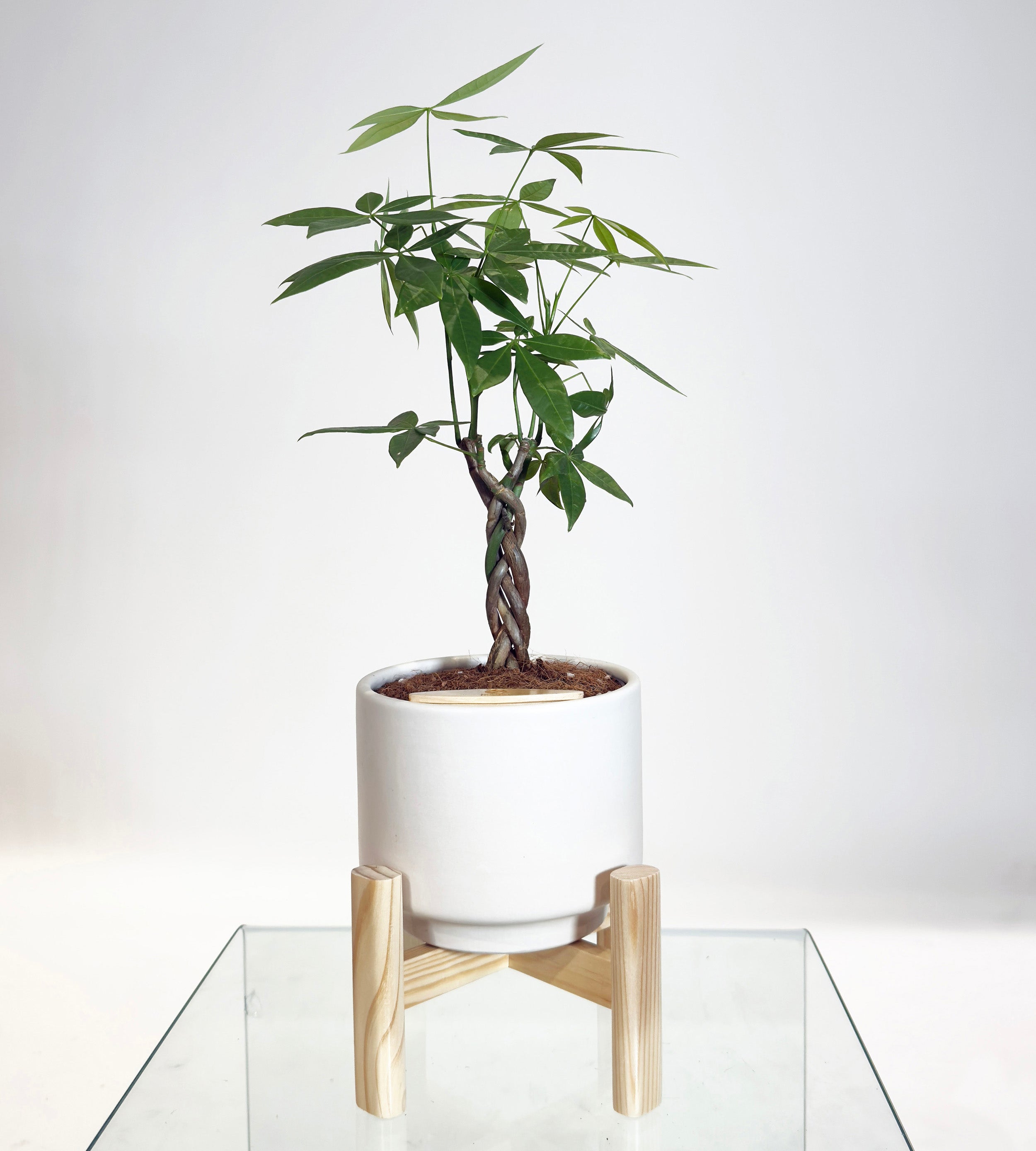 [PRE ORDER] Money Tree in Haku pot (Pachira Aquatica)